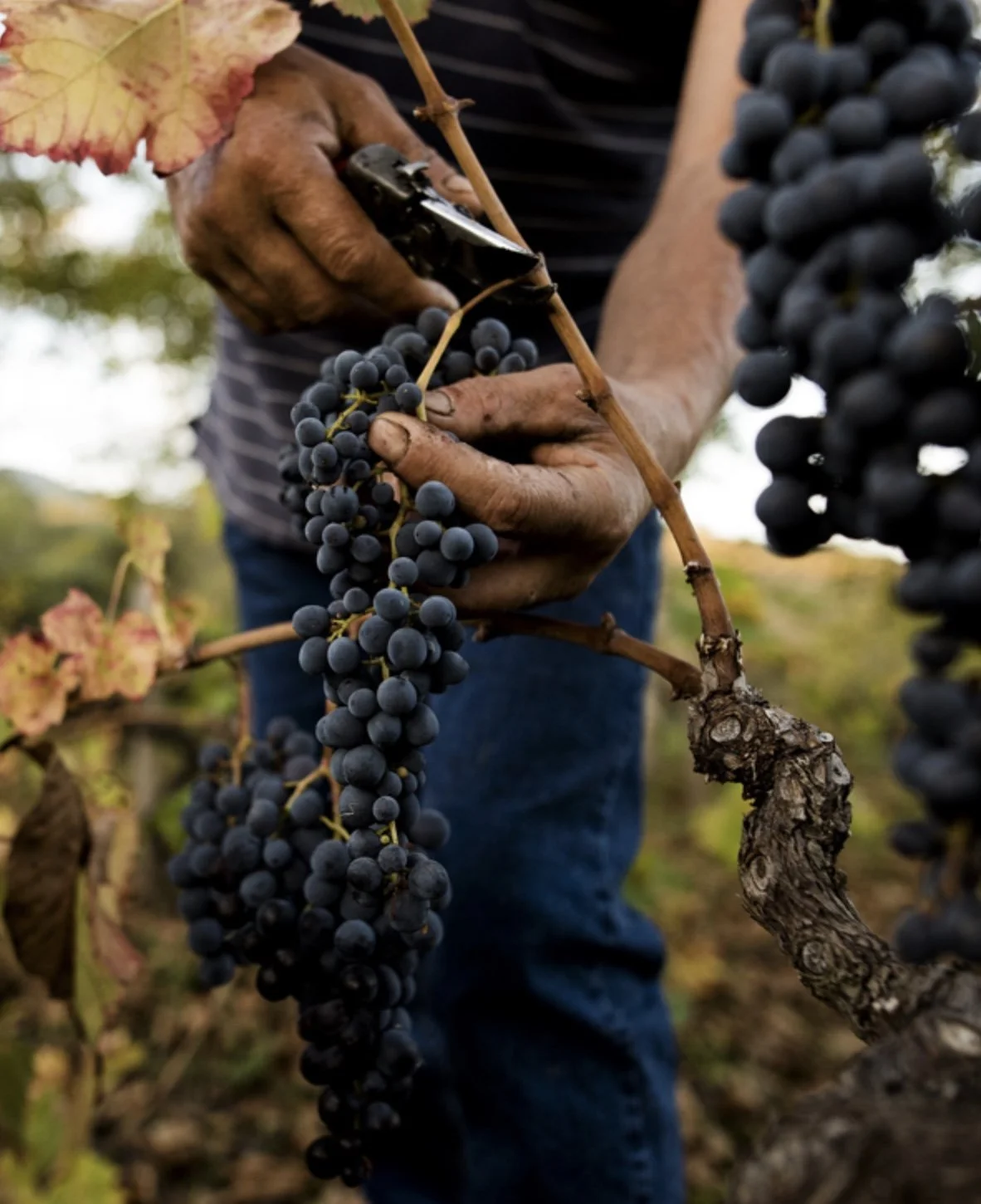 A Taste of Italy: A Guided Wine Dinner with Primo Franco & Diego Cusumano