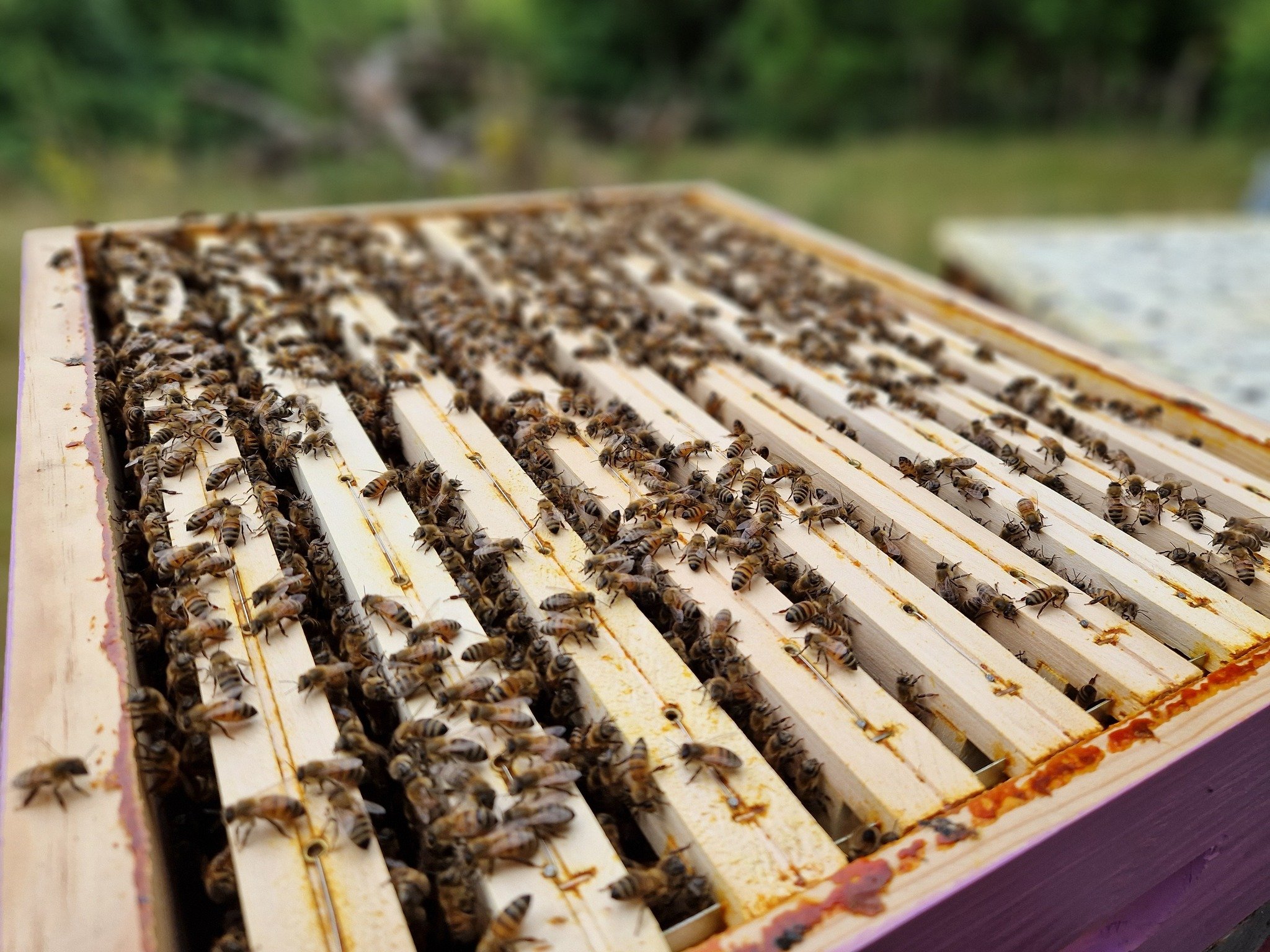 abeilles.jpg
