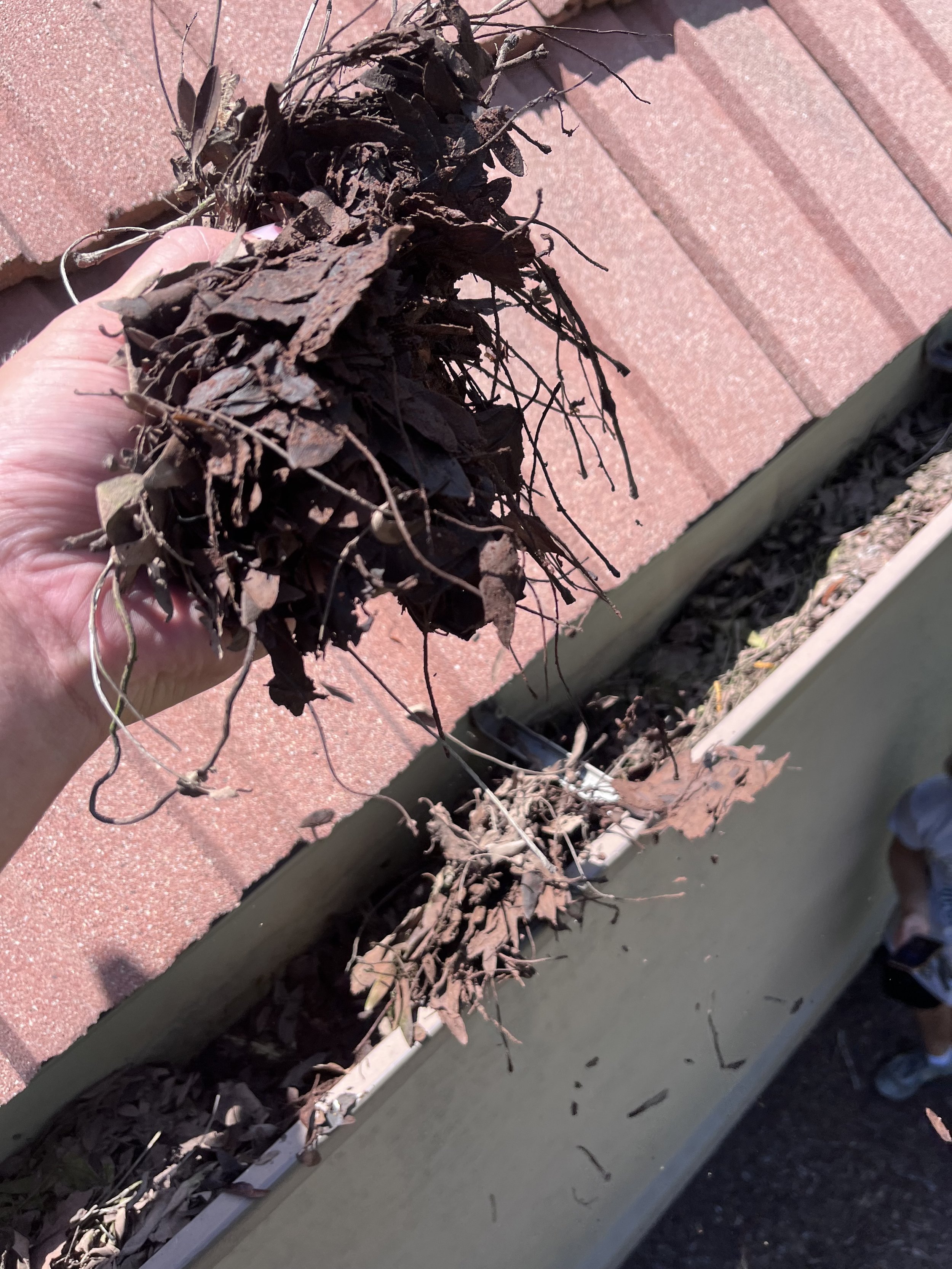 Hand holding a bunch of dried, blackened plant debris with a brick wall and garden bed in the background.