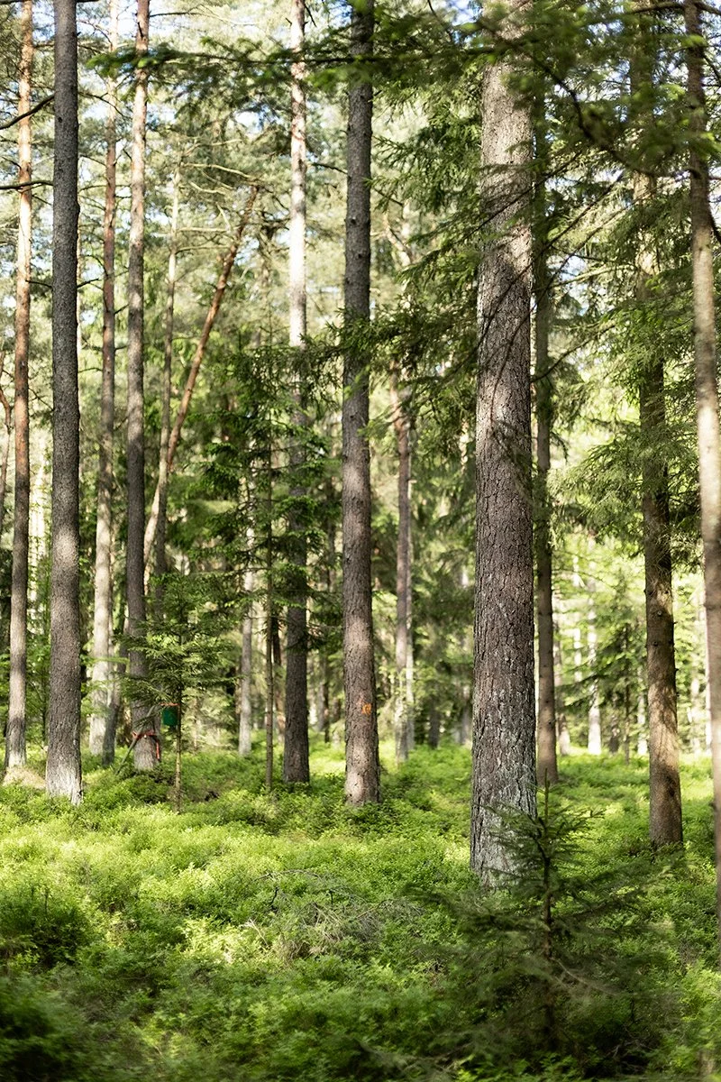 Ansicht eines dichten Waldes mit vielen hohen, schmalen Nadelbäumen und grünem Unterholz, Sonnenlicht fällt durch die Baumkronen.