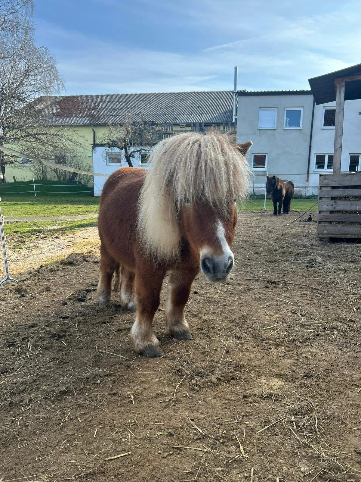 Ponygestützte Arbeit für Kinder: Ein Pony auf dem Hof schafft Nähe zur Natur und ermöglicht besondere Erfahrungen.