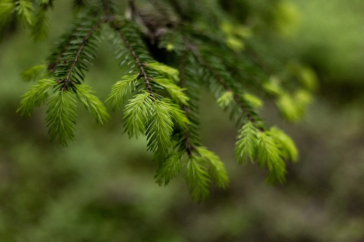 Grüne Tannenzweige mit Nadeln in einem Wald