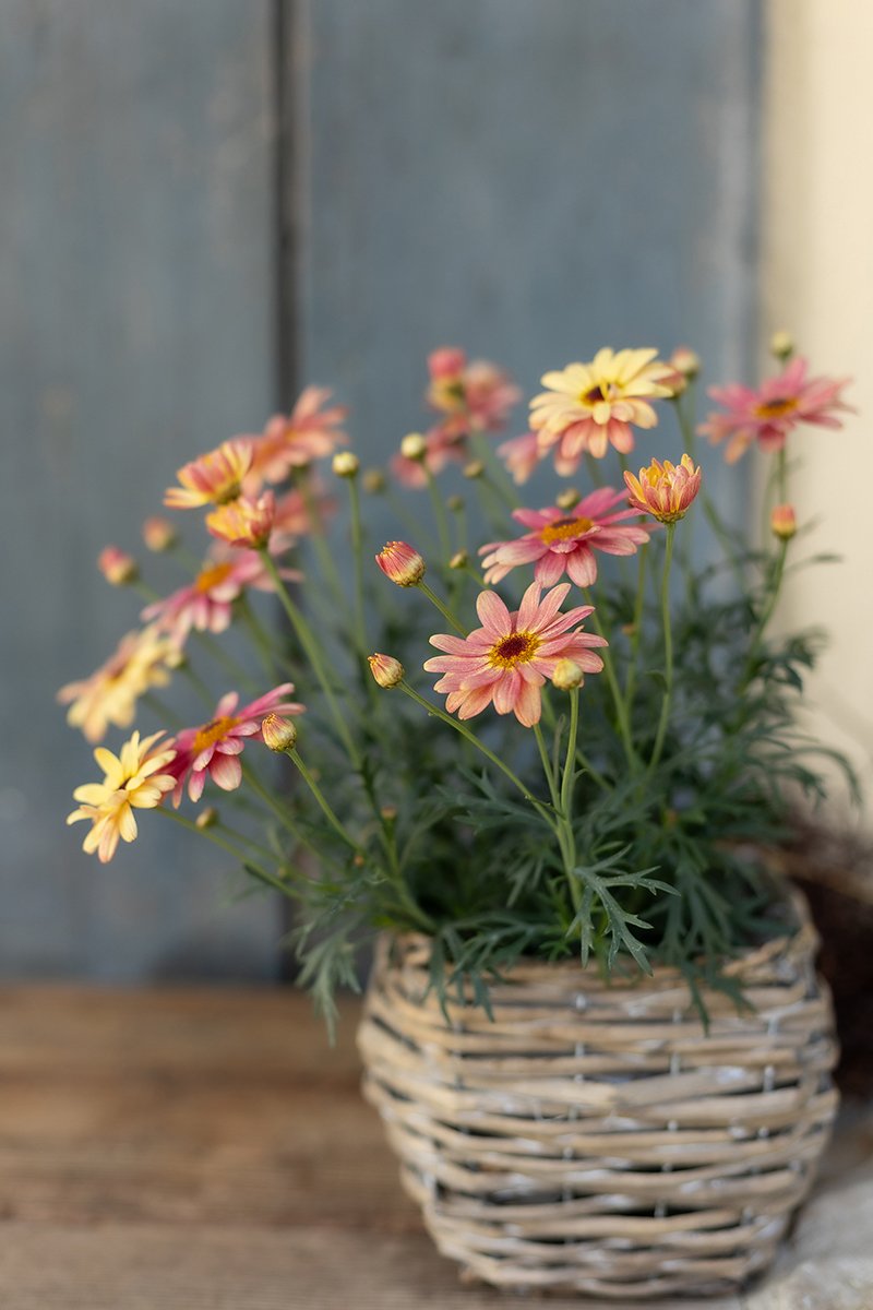 Bunte Chrysanthemen in einem Korb auf einem Holztisch vor einer blauen Wand.