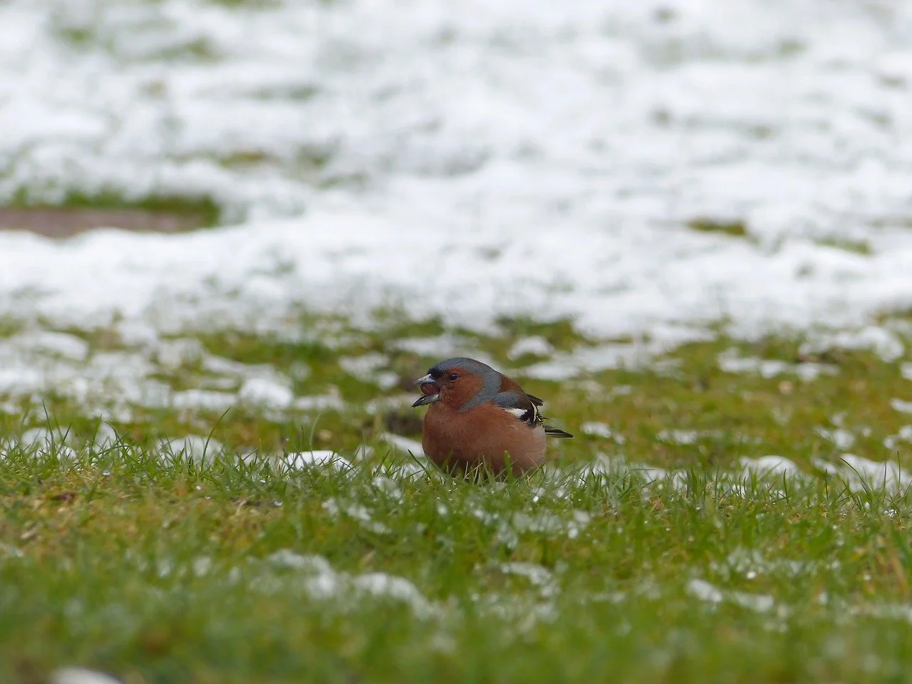 How Spring Fertilizers are Different from Winter Fertilizers