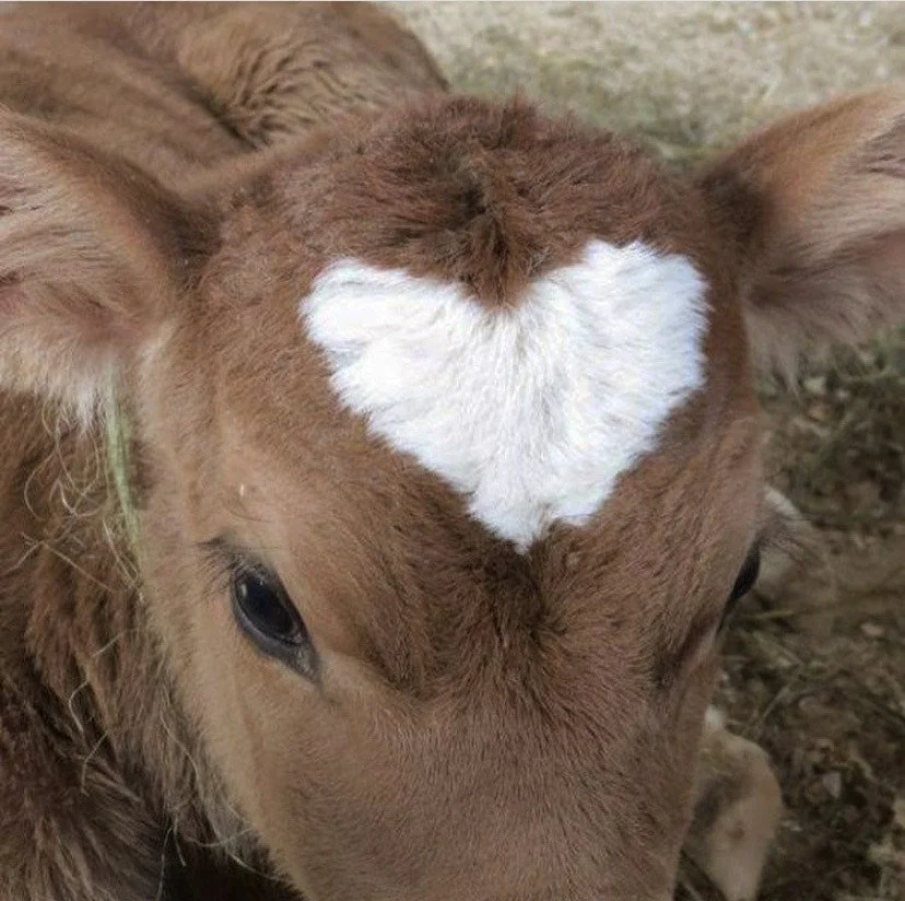 THE RADICAL WRITER 3.0 ((5-month payment plan))