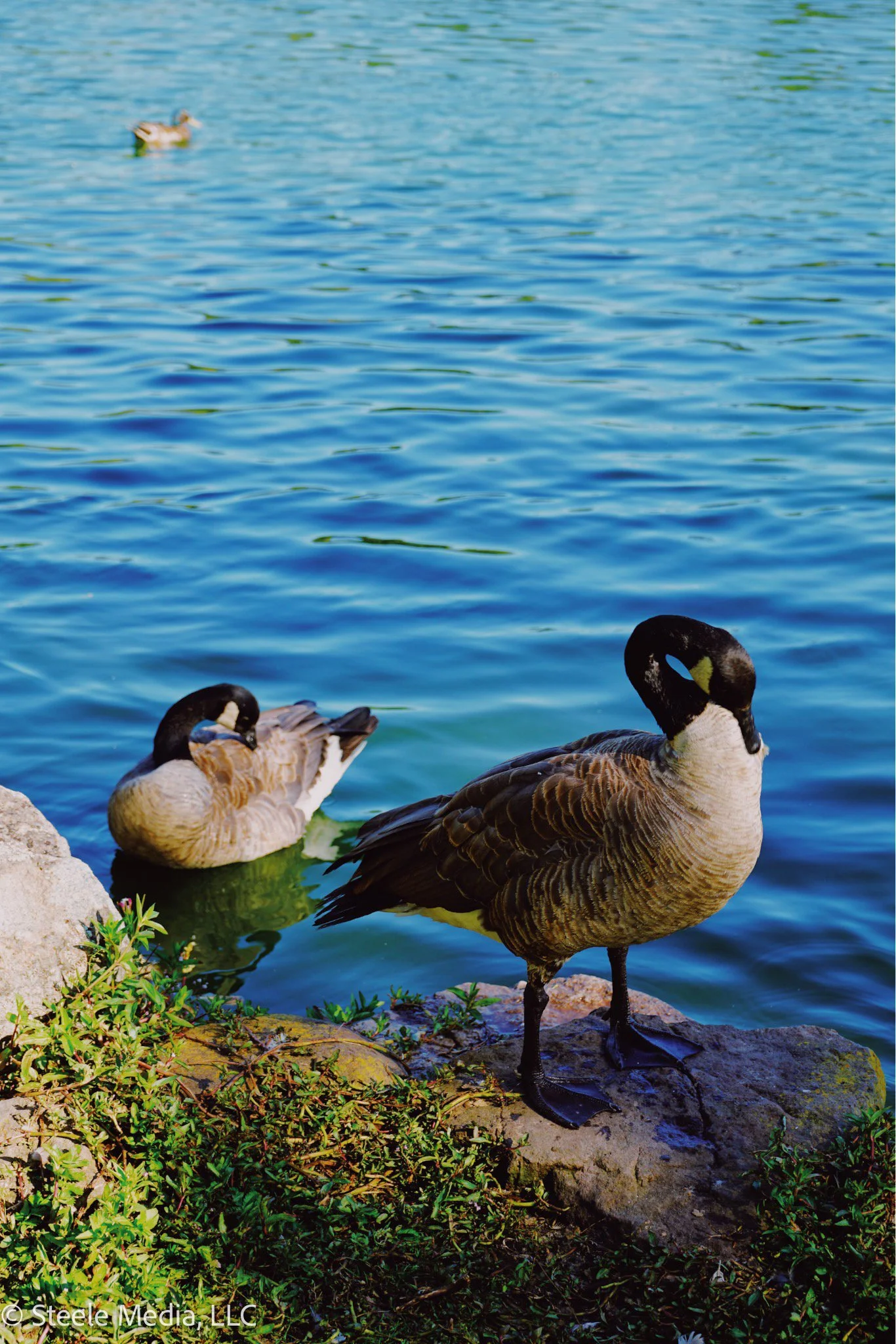 Two Canada geese near a lake; one is standing on a rock on the shore, and the other is floating in the water.