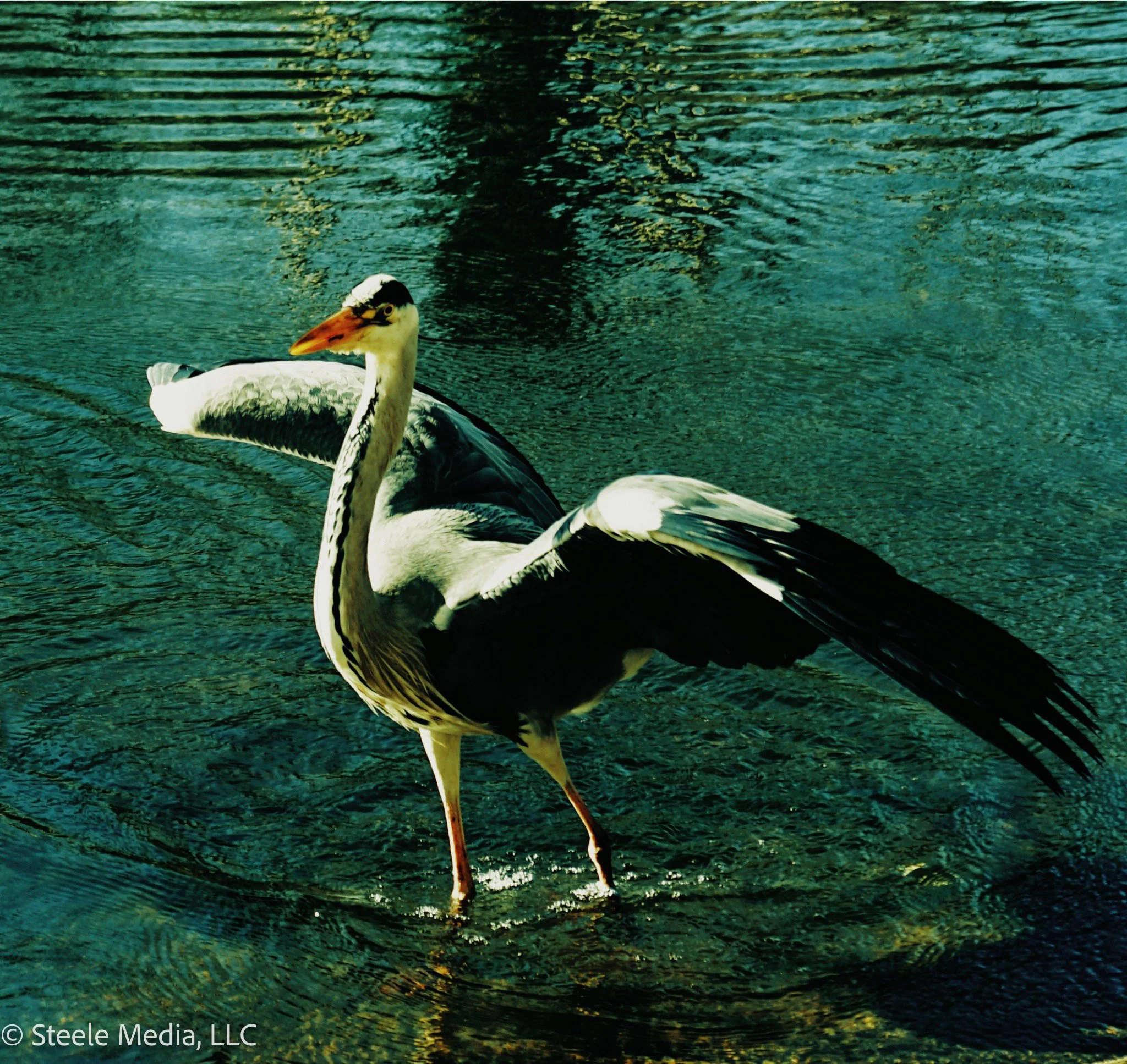 A large stork standing in a body of water with outstretched wings.