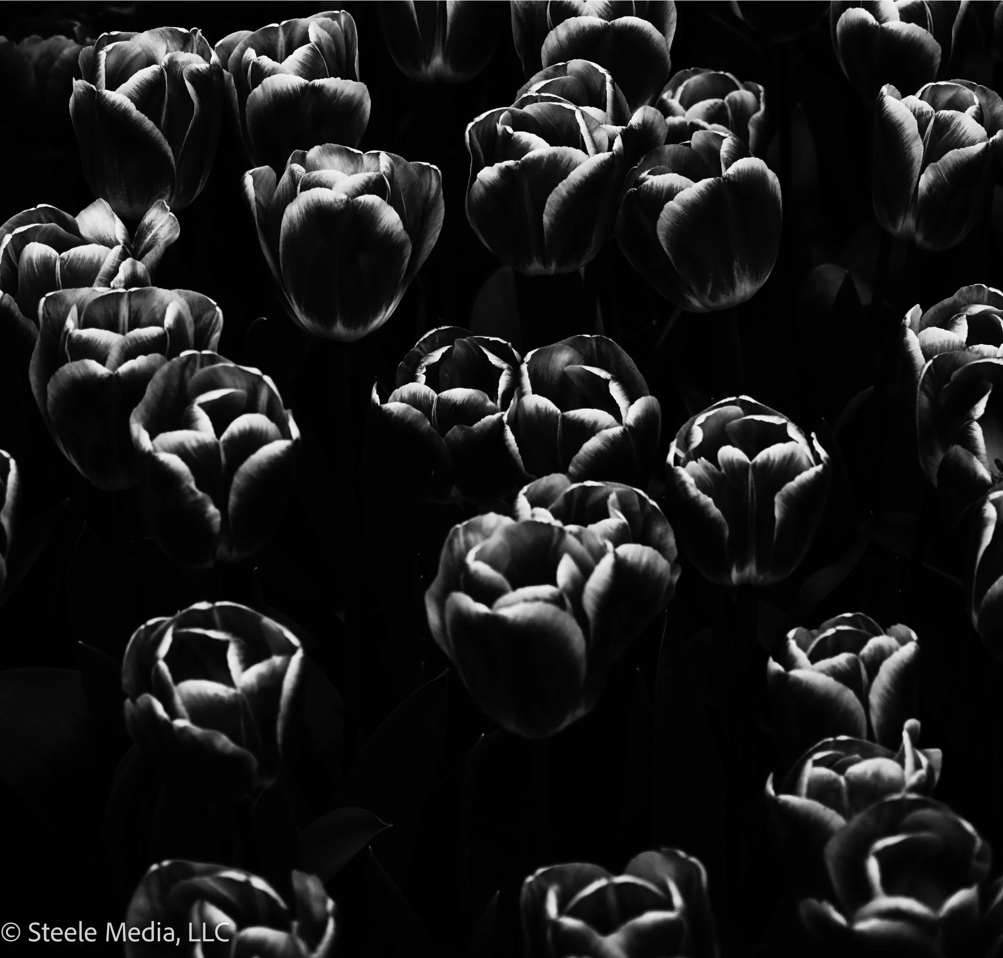 Black and white photograph of tulips with dramatic lighting emphasizing their petals.