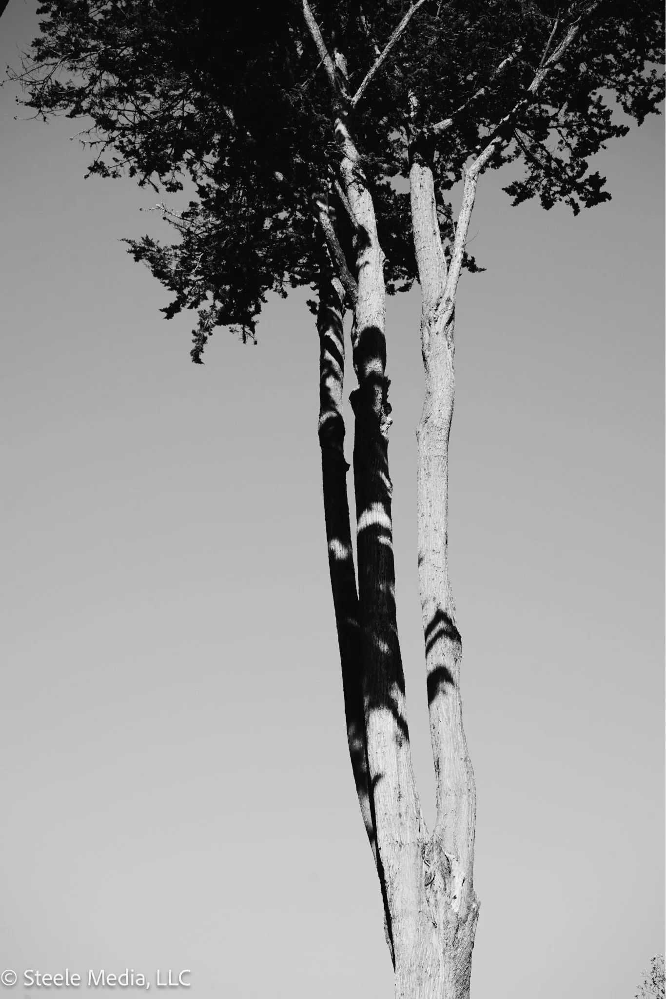 Black and white photo of a tall tree with multiple trunks and leafy branches at the top, against a clear sky.