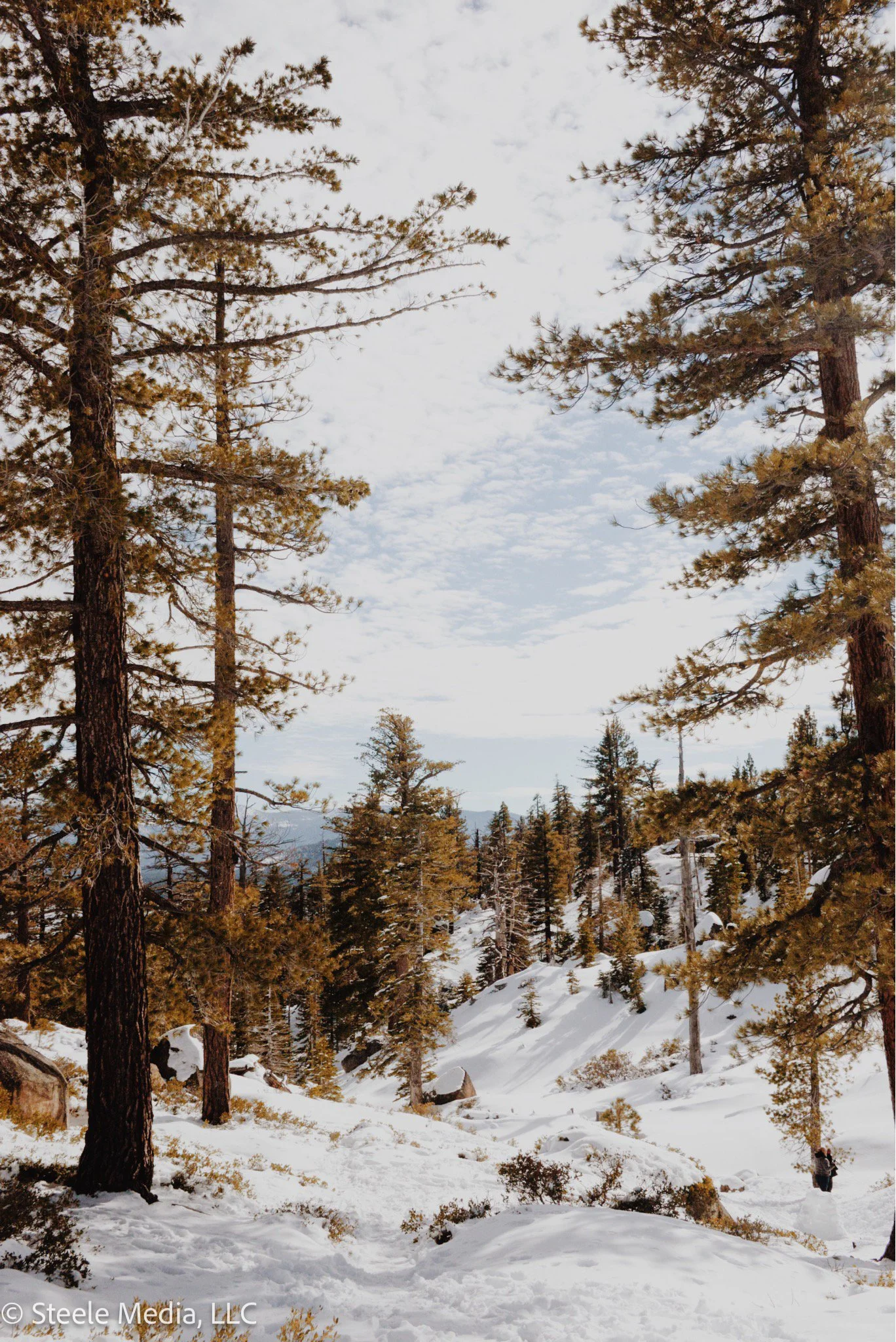 Snow-covered trail through pine trees in a mountainous forest during winter.