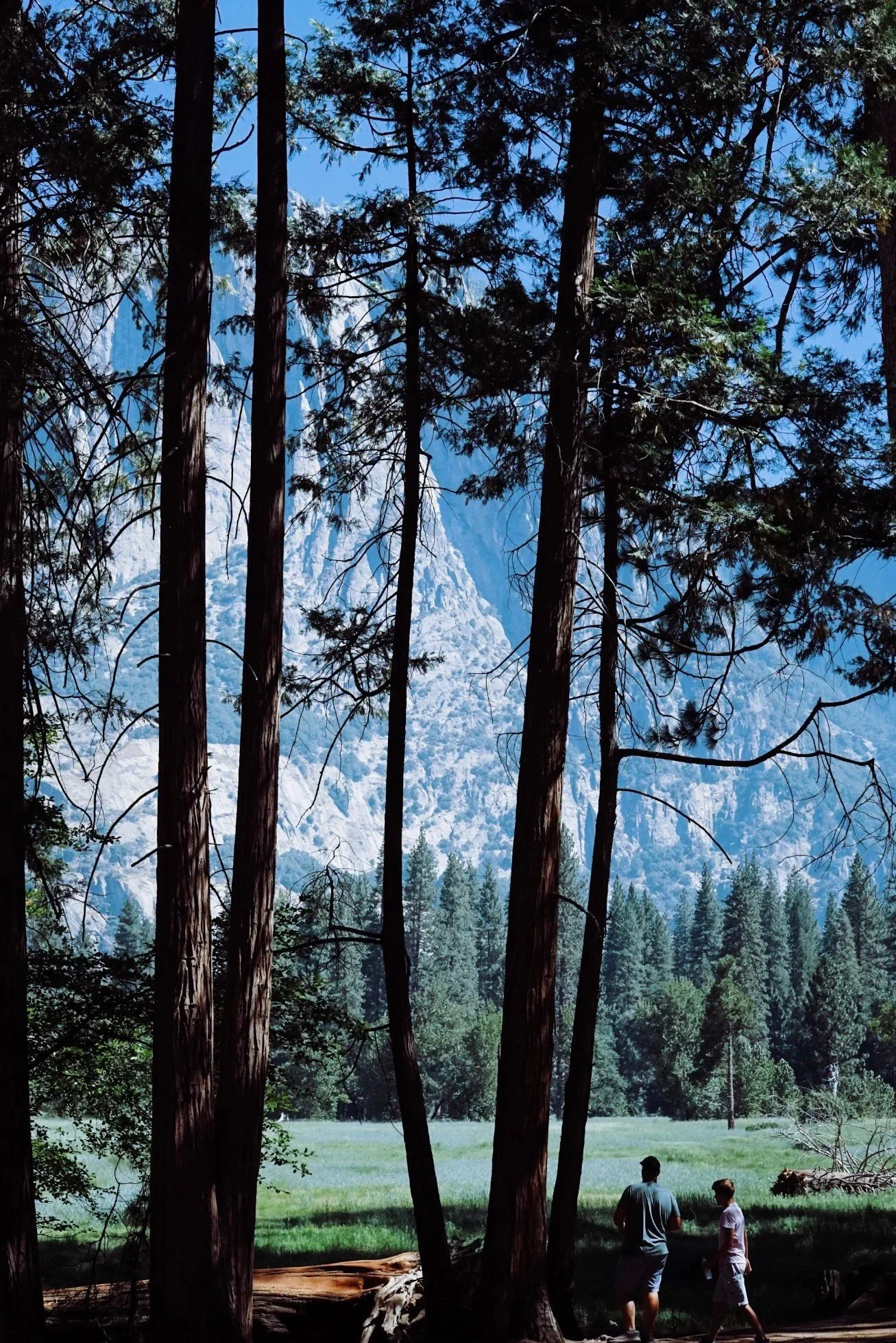 Two men walking through a forested area with tall trees, green grass, and a mountainous backdrop with snow-capped peaks.