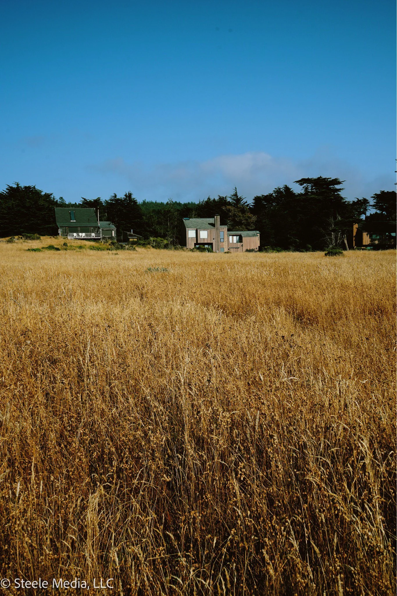 A wide field of tall, golden grass with a few small houses and trees in the distance under a bright blue sky.