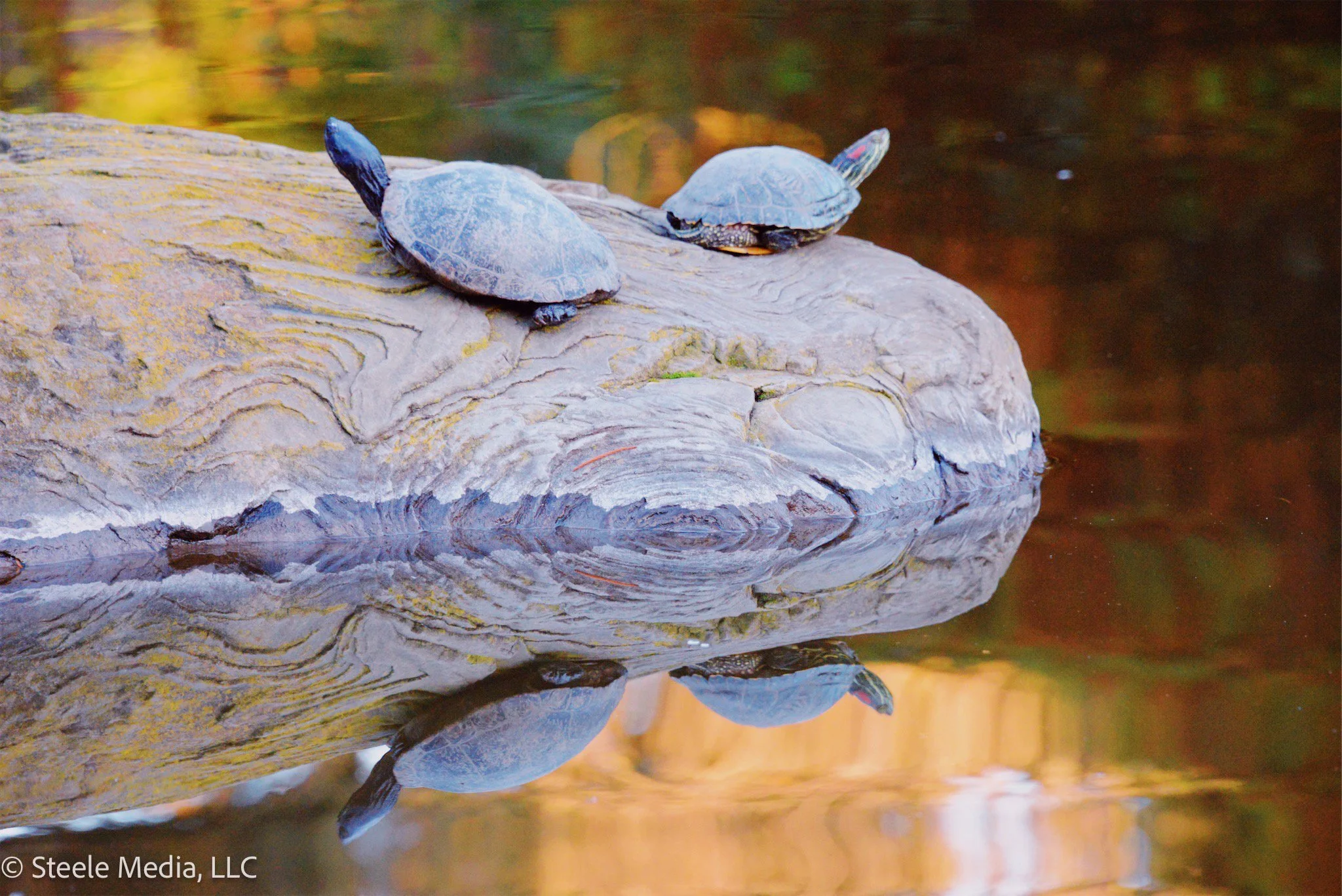 Two turtles resting on a large rock in a calm body of water, with their reflections visible in the water.