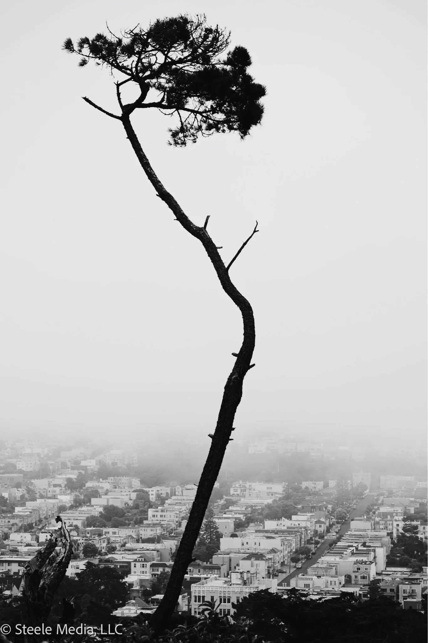 A tall, leafless tree with a few clusters of foliage at the top, standing against a foggy cityscape background in black and white.