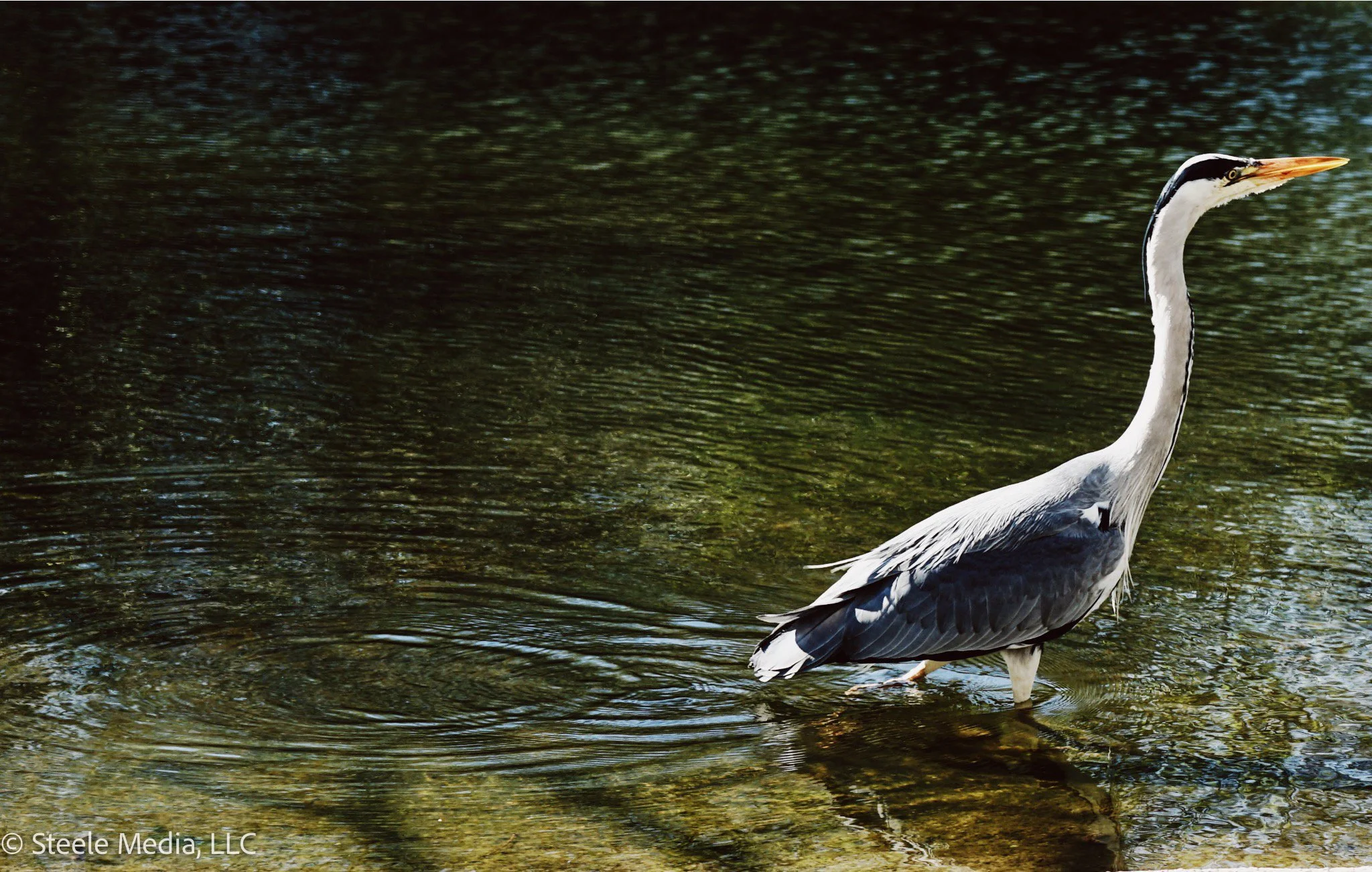A heron standing in shallow water with ripples, near rocks and greenery.