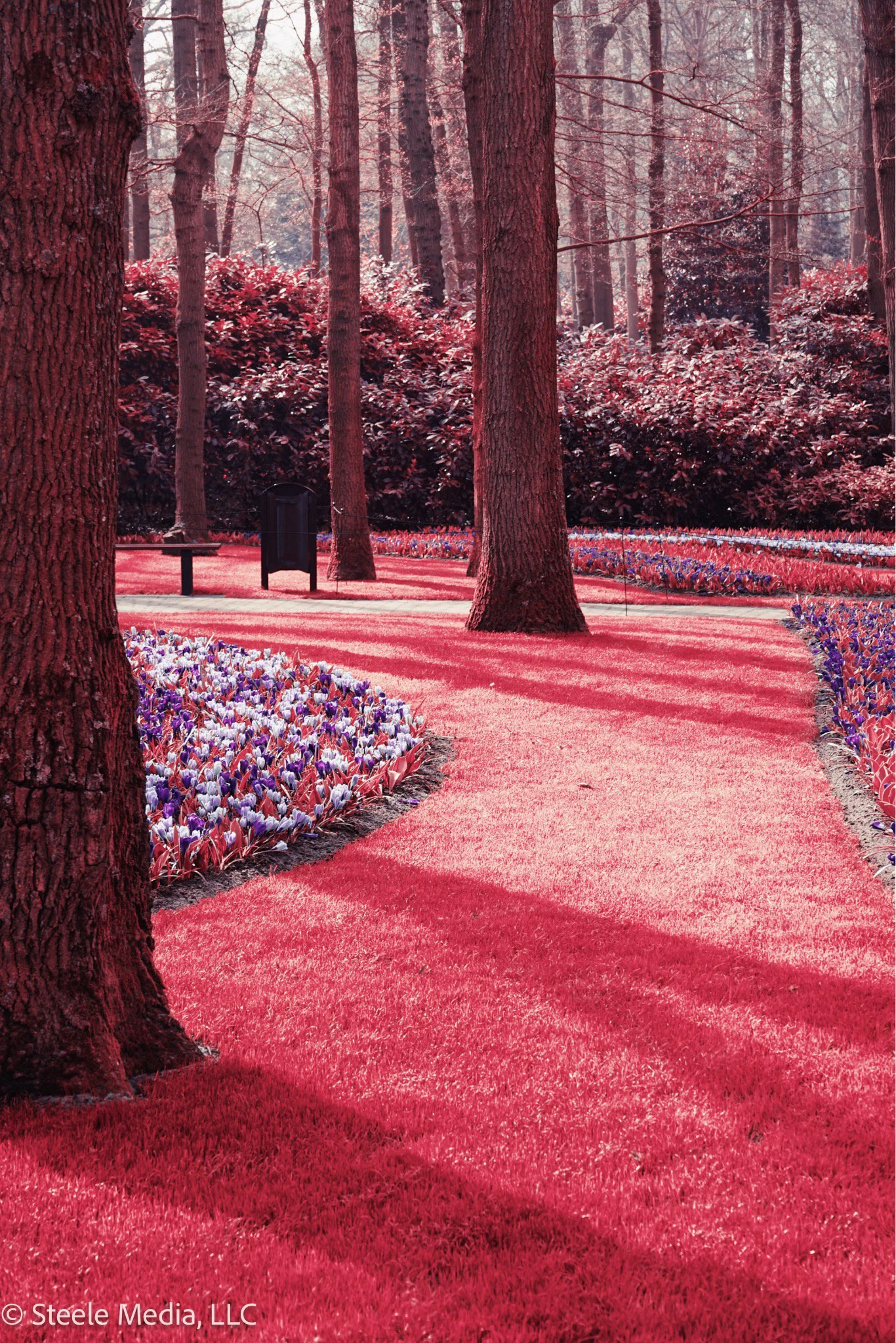 A park with a reddish tint, featuring tall trees, a winding grass path, and flower beds with purple and white flowers.