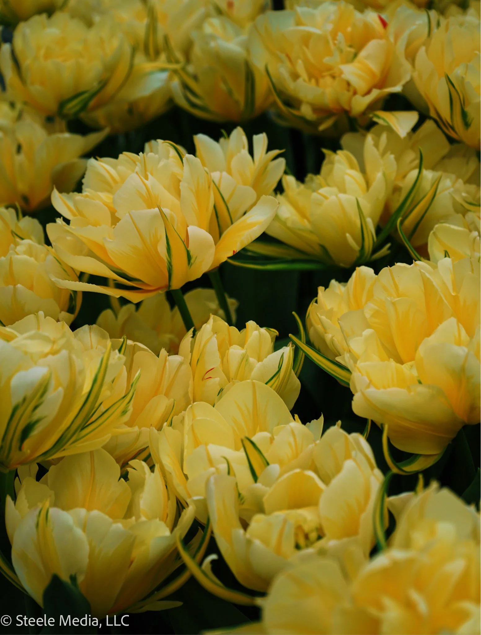 Close-up of yellow tulips with green streaks on the petals.