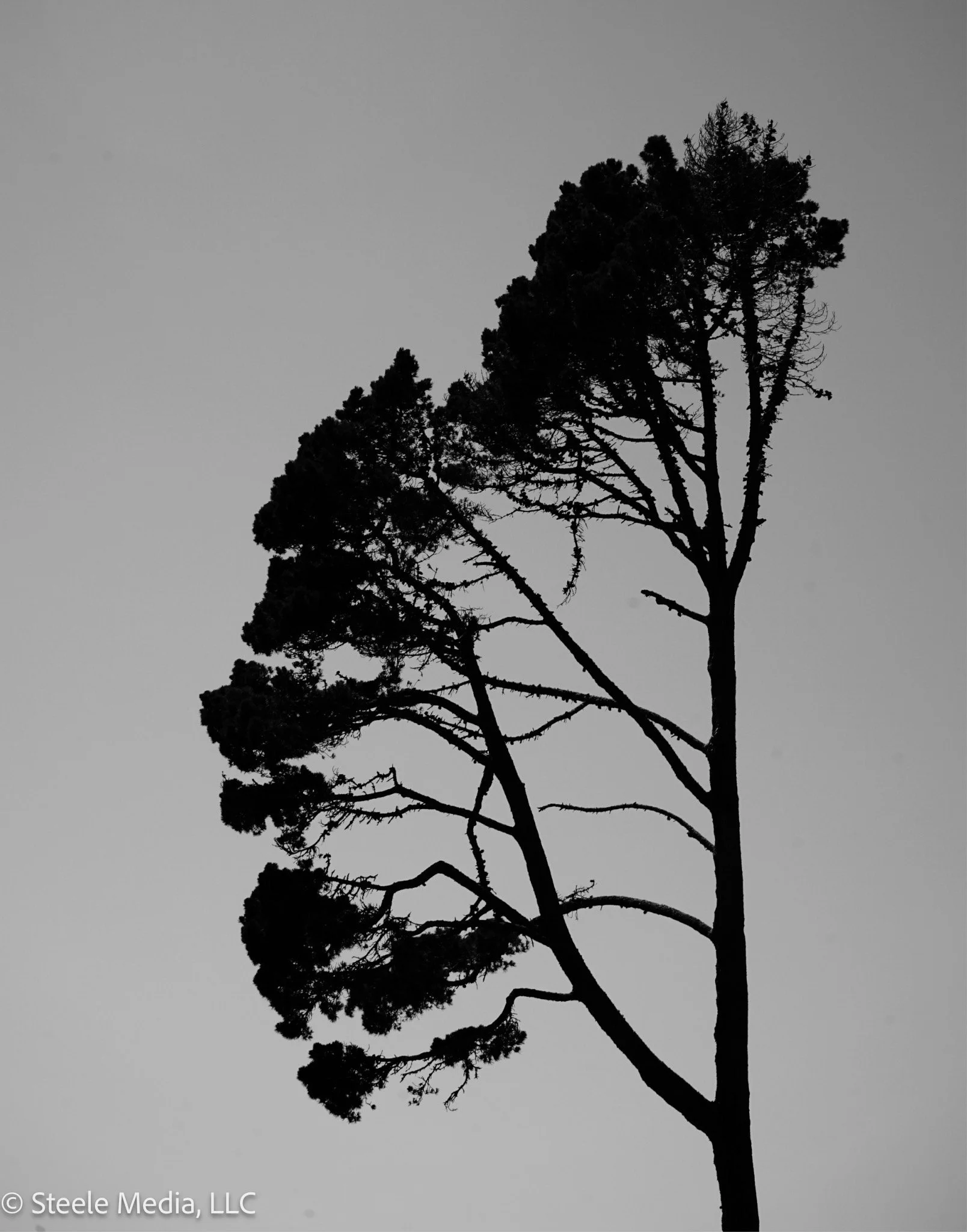 Silhouette of a tall tree with sparse branches against a plain, light gray sky.