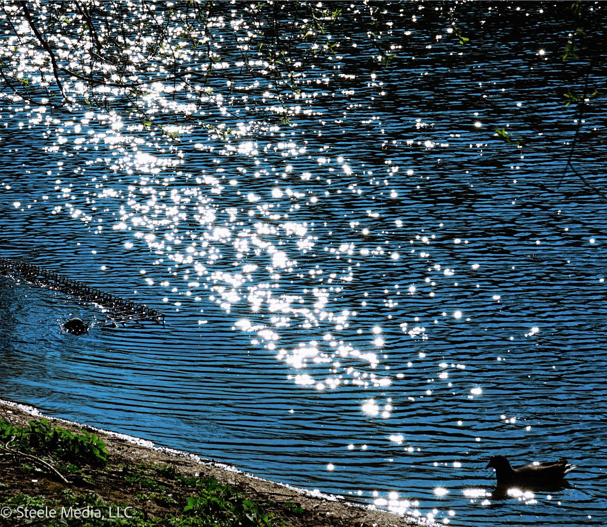 A water body with sunlight reflecting off the surface creating sparkling highlights. A duck swims near the shore, and there are overhanging tree branches with green leaves.