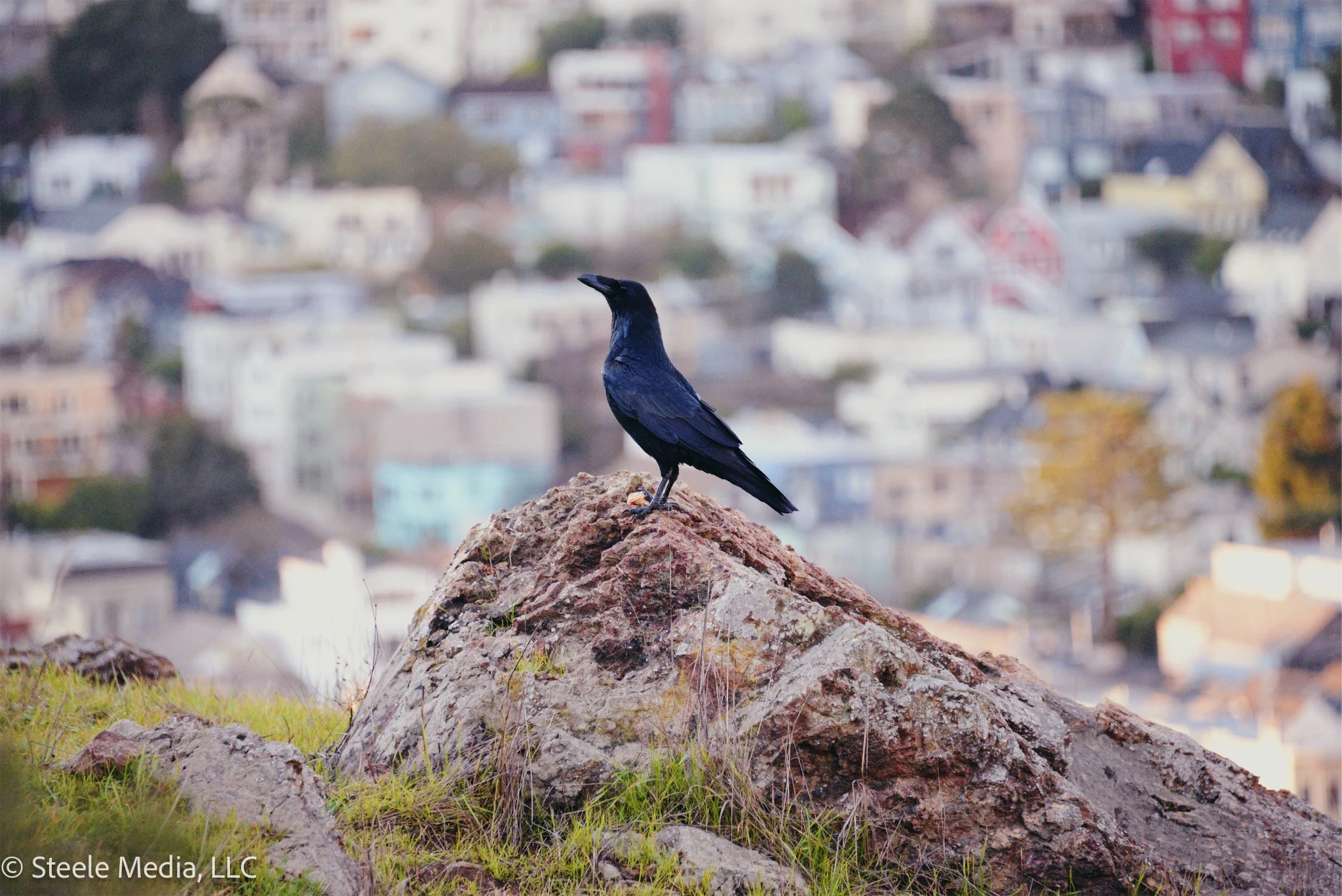 A black bird, likely a crow, standing on a rock with an urban neighborhood in the blurry background.