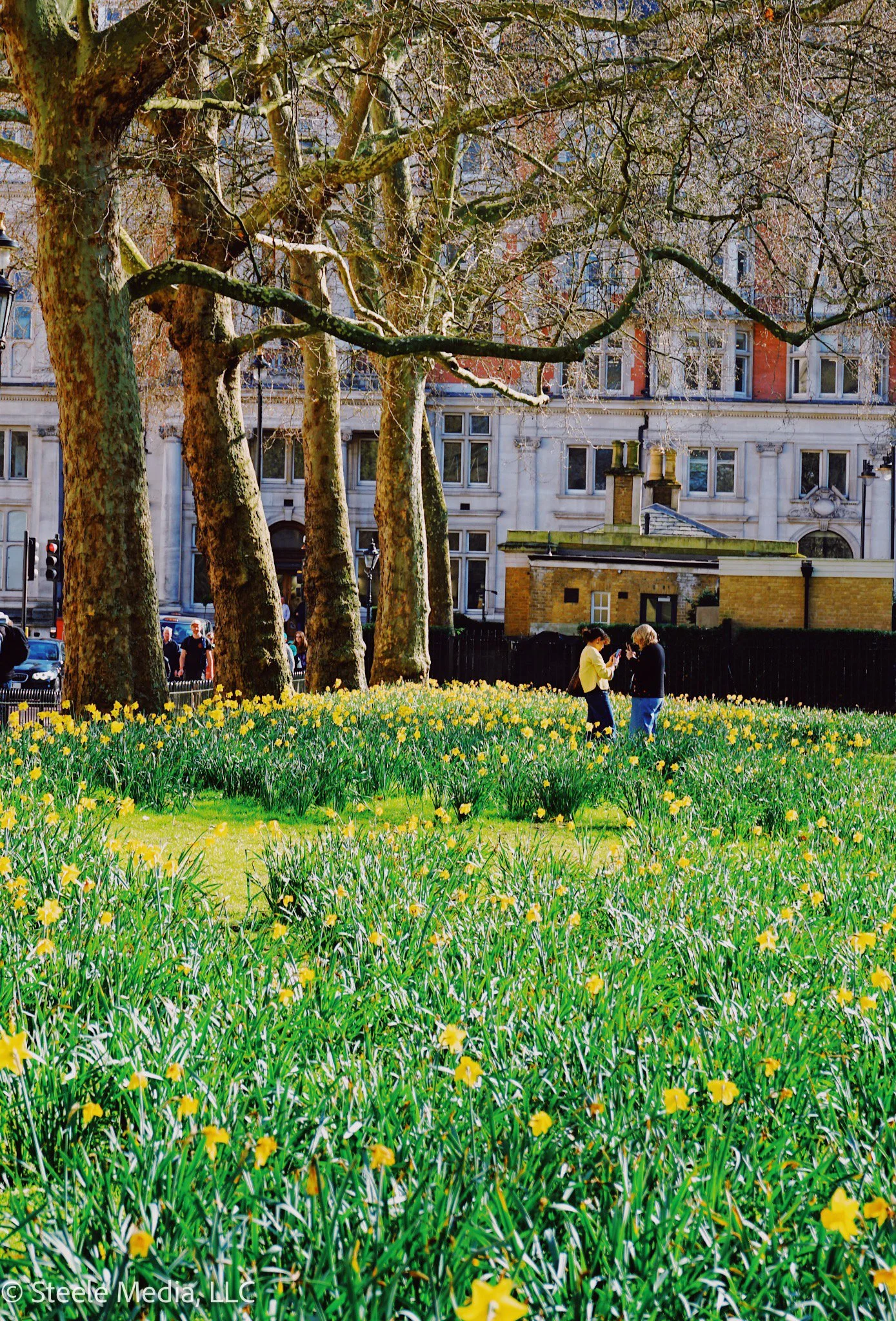 A park with green grass and yellow flowers, several large leafless trees, and two people standing and talking in the middle of the flower bed. In the background, there are classical buildings and a few people walking on the sidewalk.