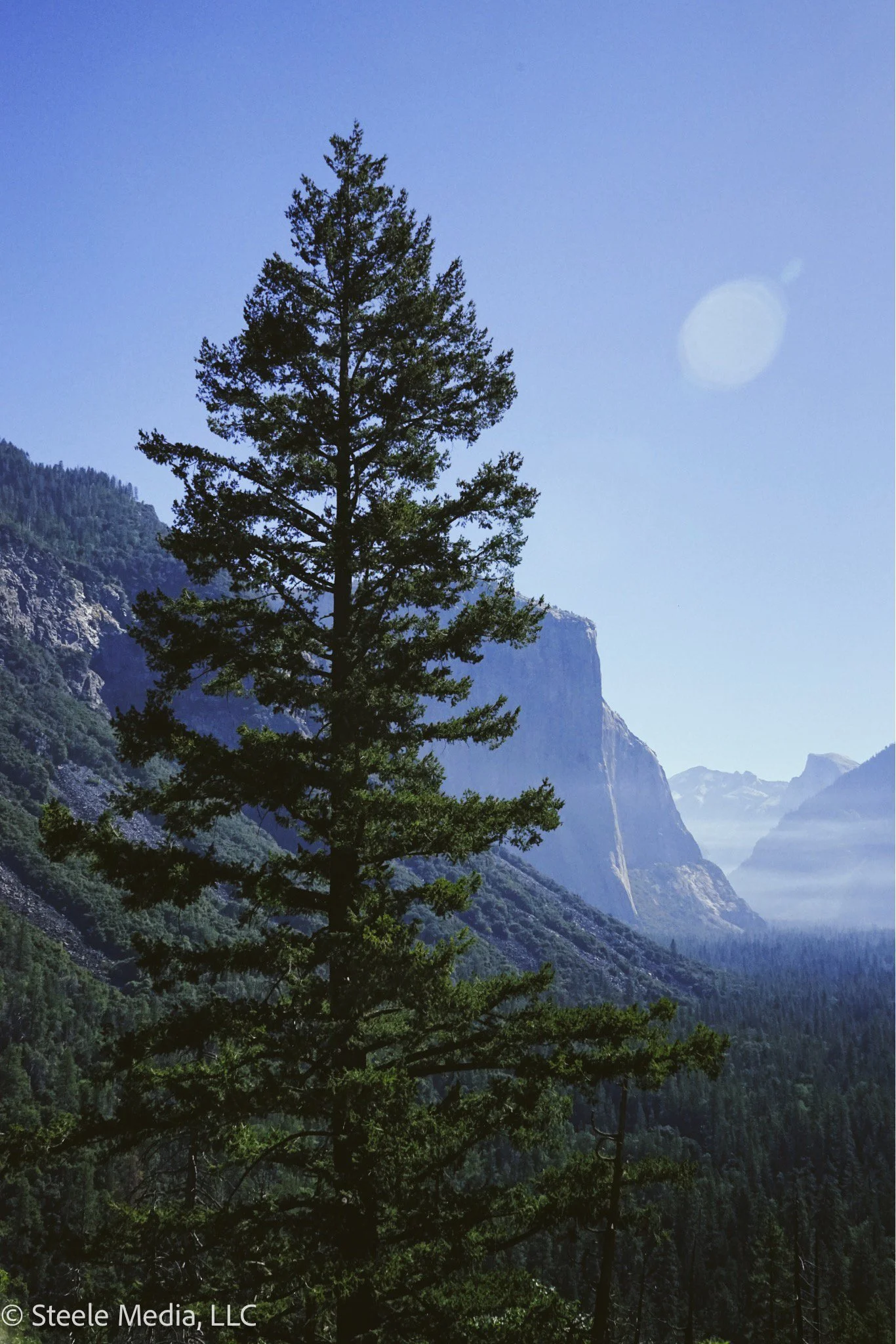 Tall pine tree in a mountainous landscape with cliffs and forest, under a clear blue sky with the sun