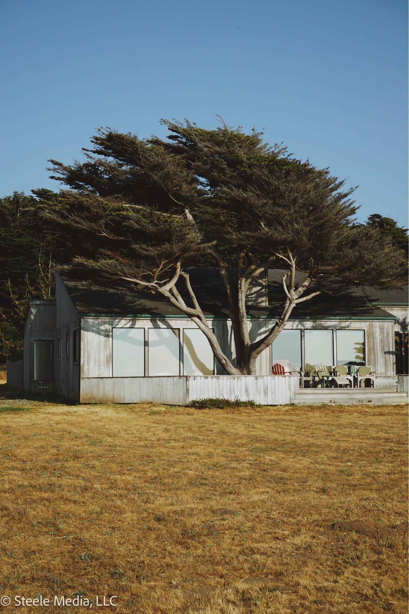 A house with large glass windows and a deck with chairs, a large tree growing through the deck, set in a grassy yard under a clear blue sky.