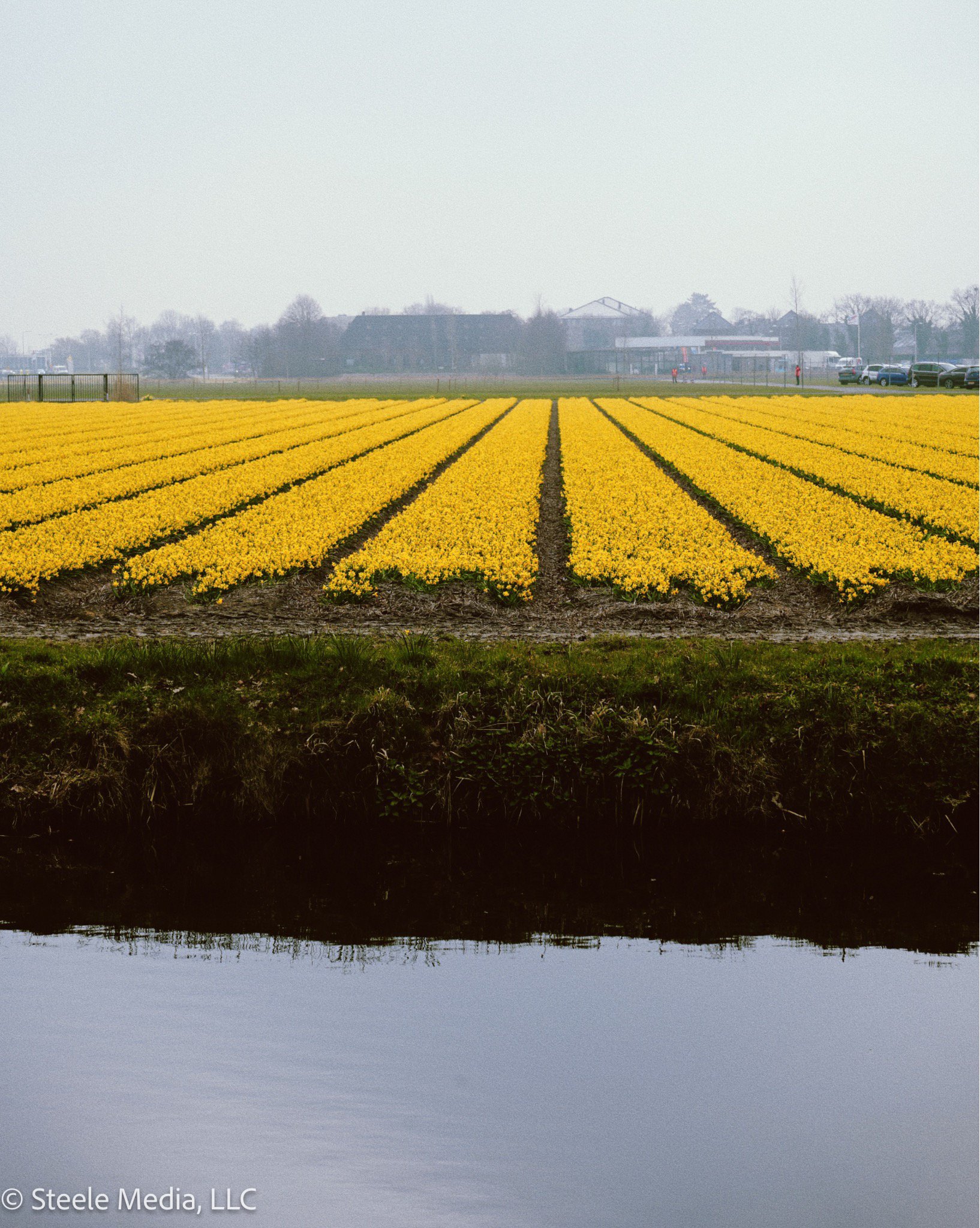 A field of bright yellow flowers, likely tulips, planted in neat rows with a row of green grass and water in the foreground and a background of trees, buildings, and parked cars under a cloudy sky.