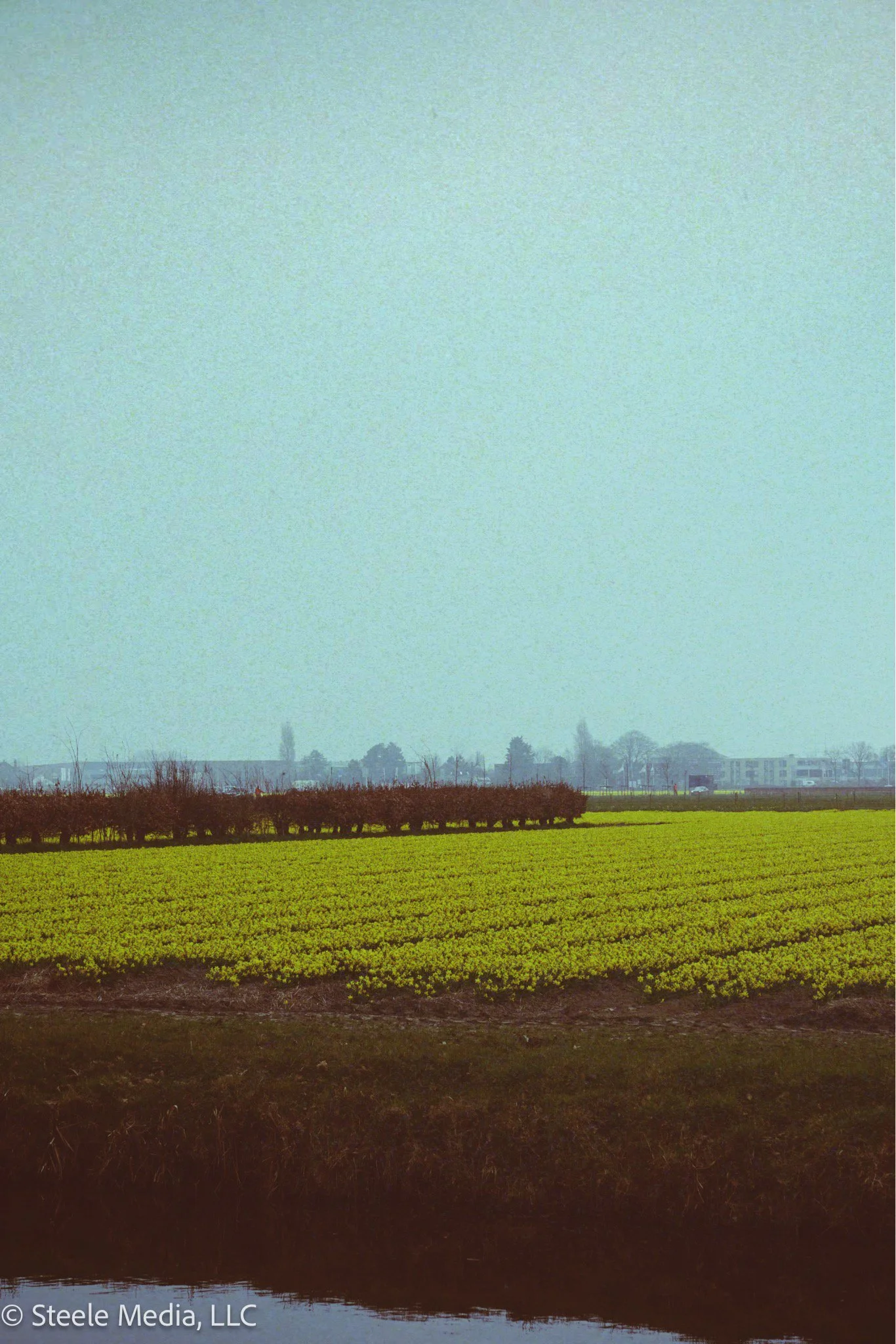 A landscape view of a farm with rows of green plants, a line of bushes, and trees in the background under a clear sky.