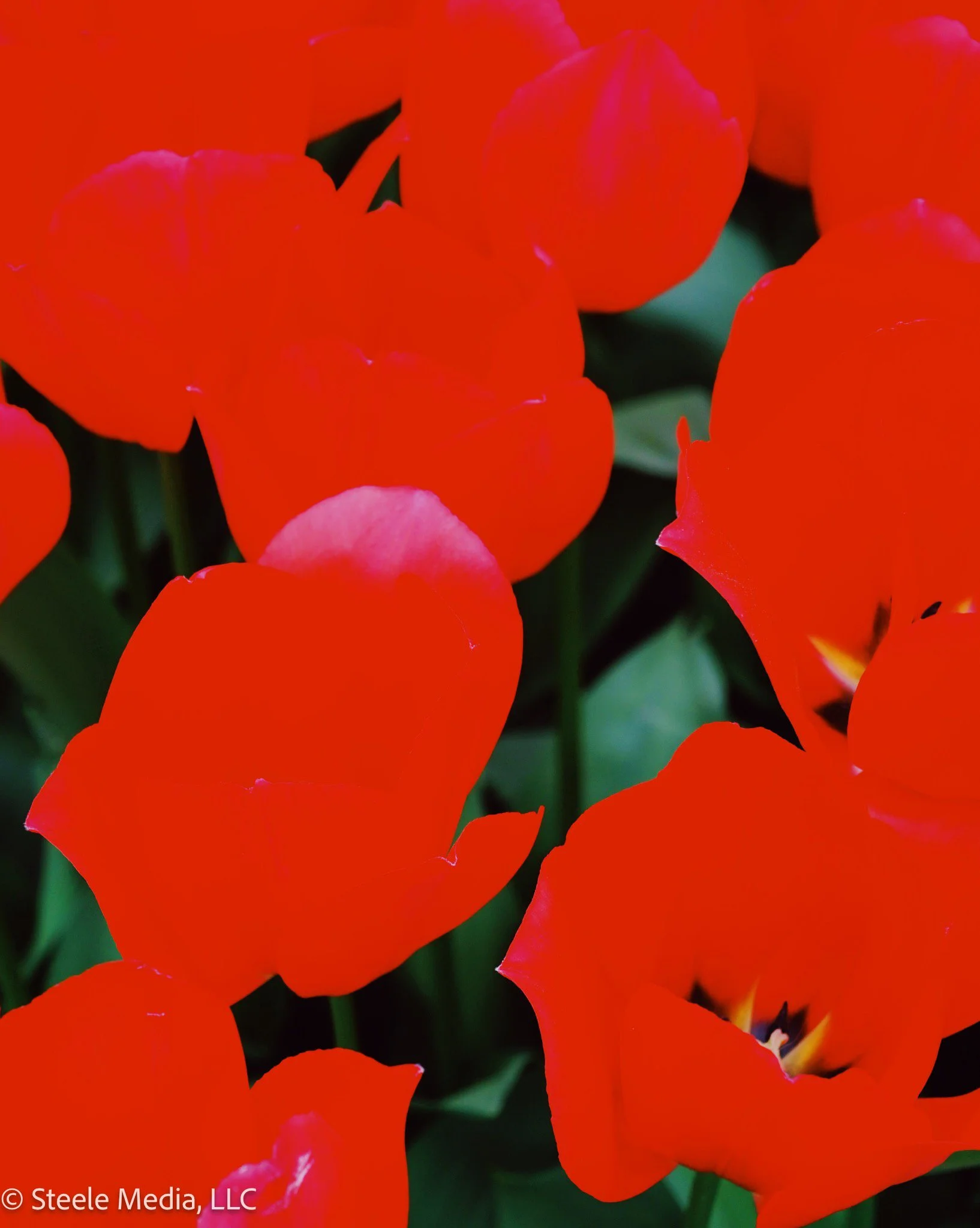 Close-up of vibrant red and orange flowers, likely tulips, with green leaves in the background.