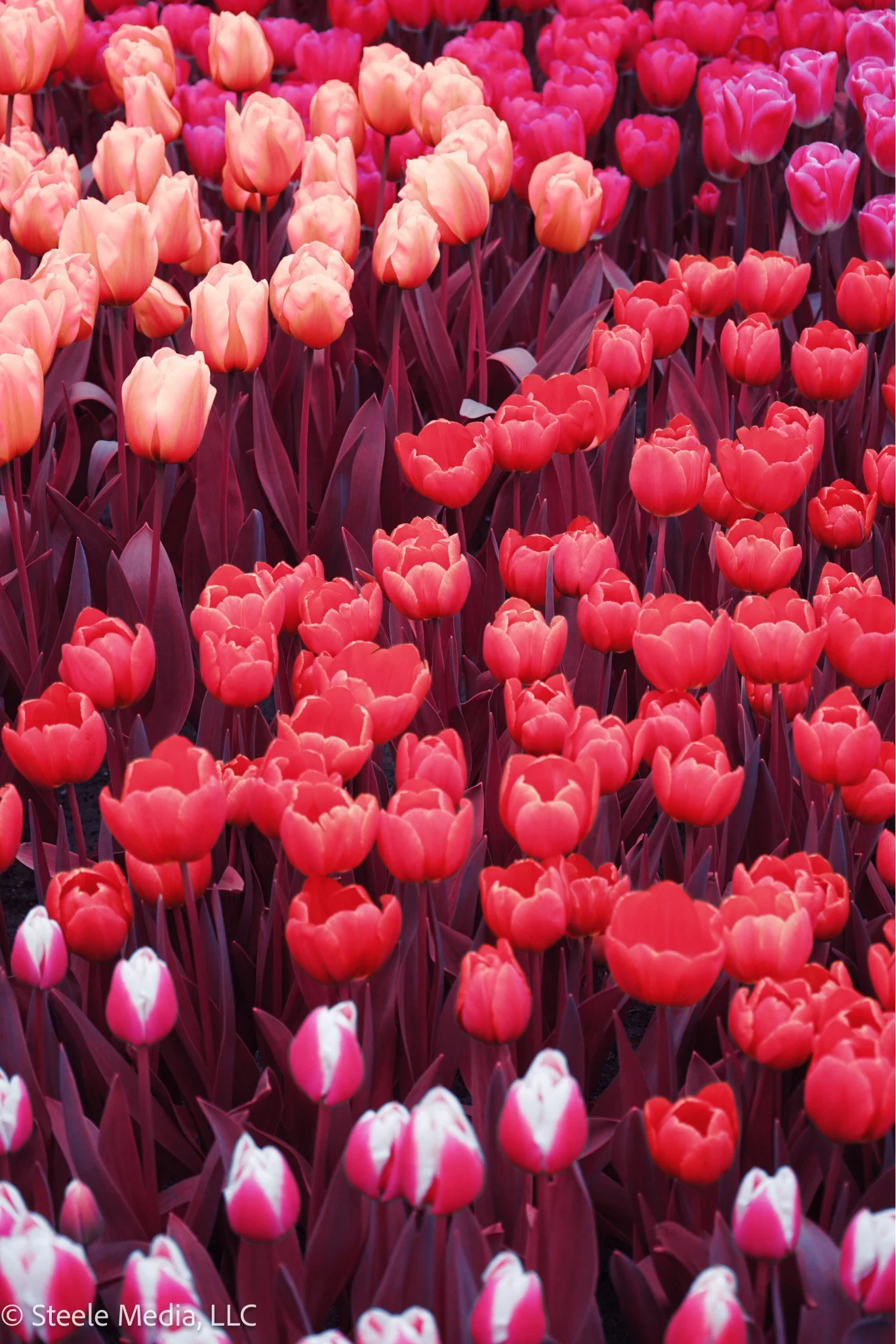 A large field of pink, red, and white tulips in full bloom.