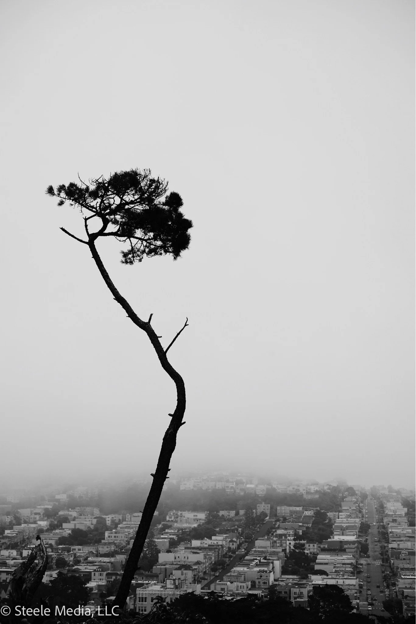 Black and white photo of a tall, slightly curved tree with sparse foliage, standing above a cityscape with rows of buildings and streets, shrouded in fog.