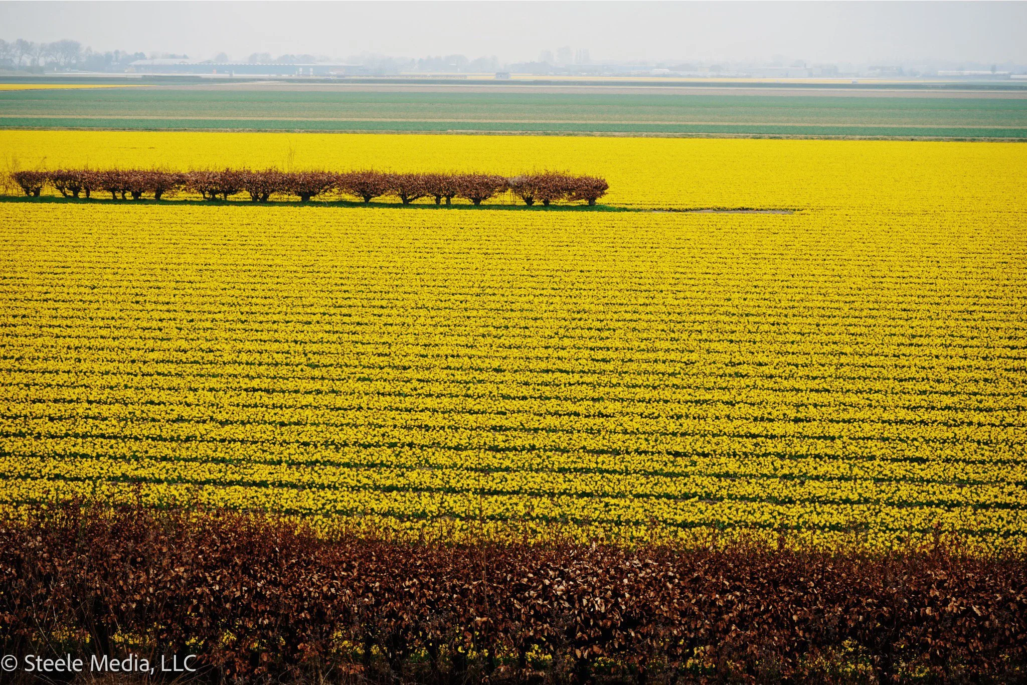 A vast field with rows of bright yellow flowers, short brown shrubs or bushes at the front, and a line of small trees or shrubs in the middle, with more fields and distant trees in the background.