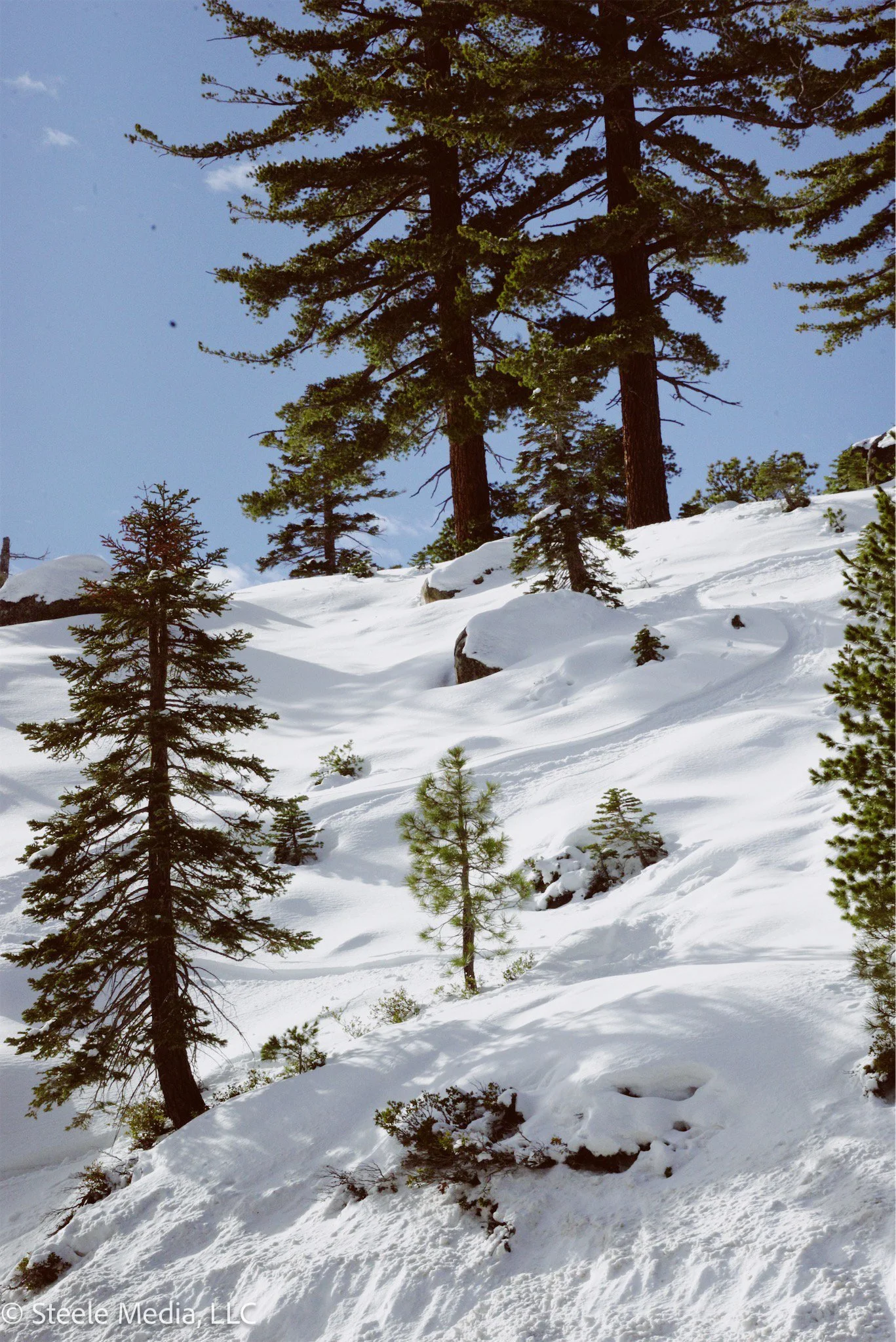 Snow-covered mountainside with tall pine trees under a blue sky.