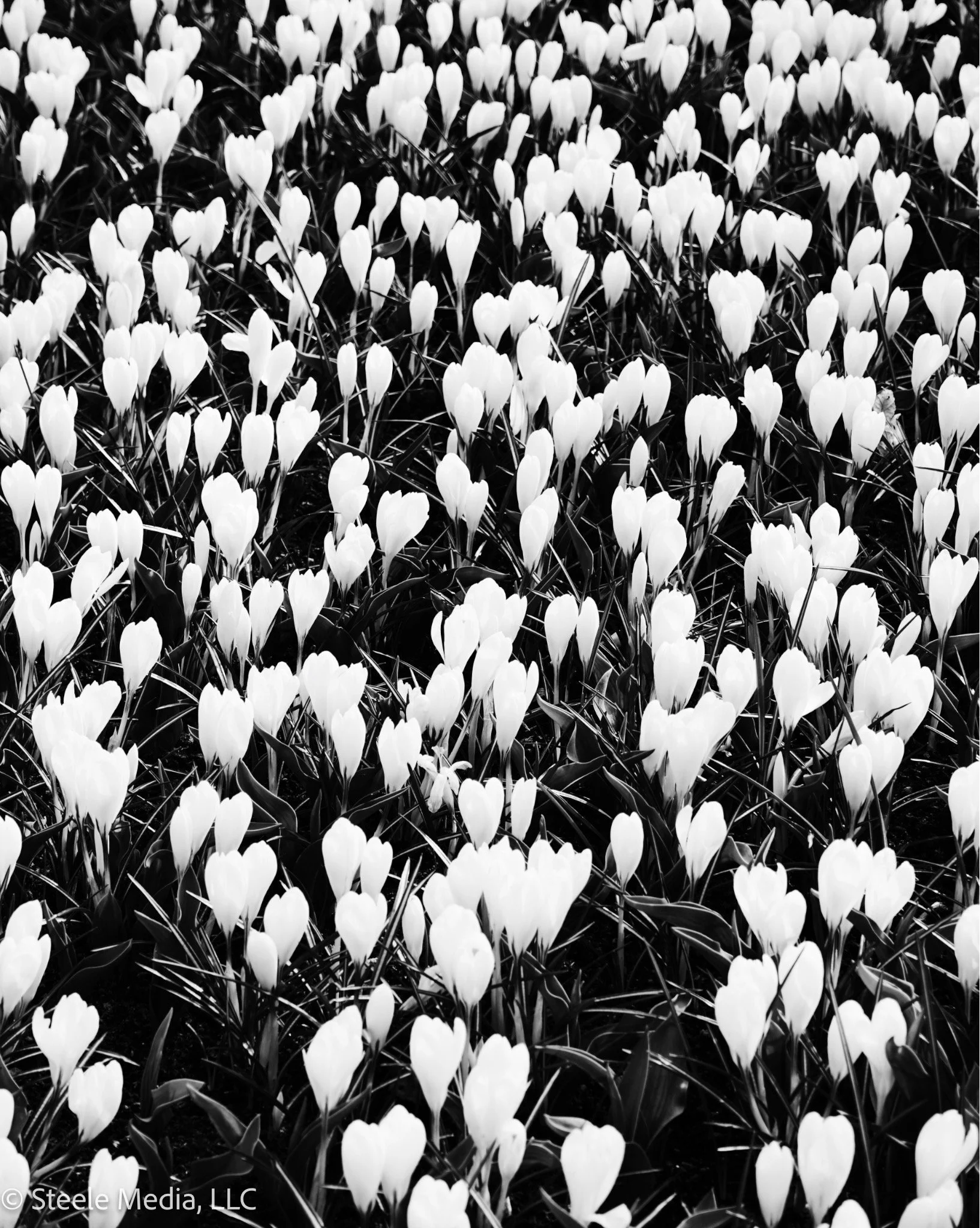Field of crocus flowers in bloom, captured in black and white.