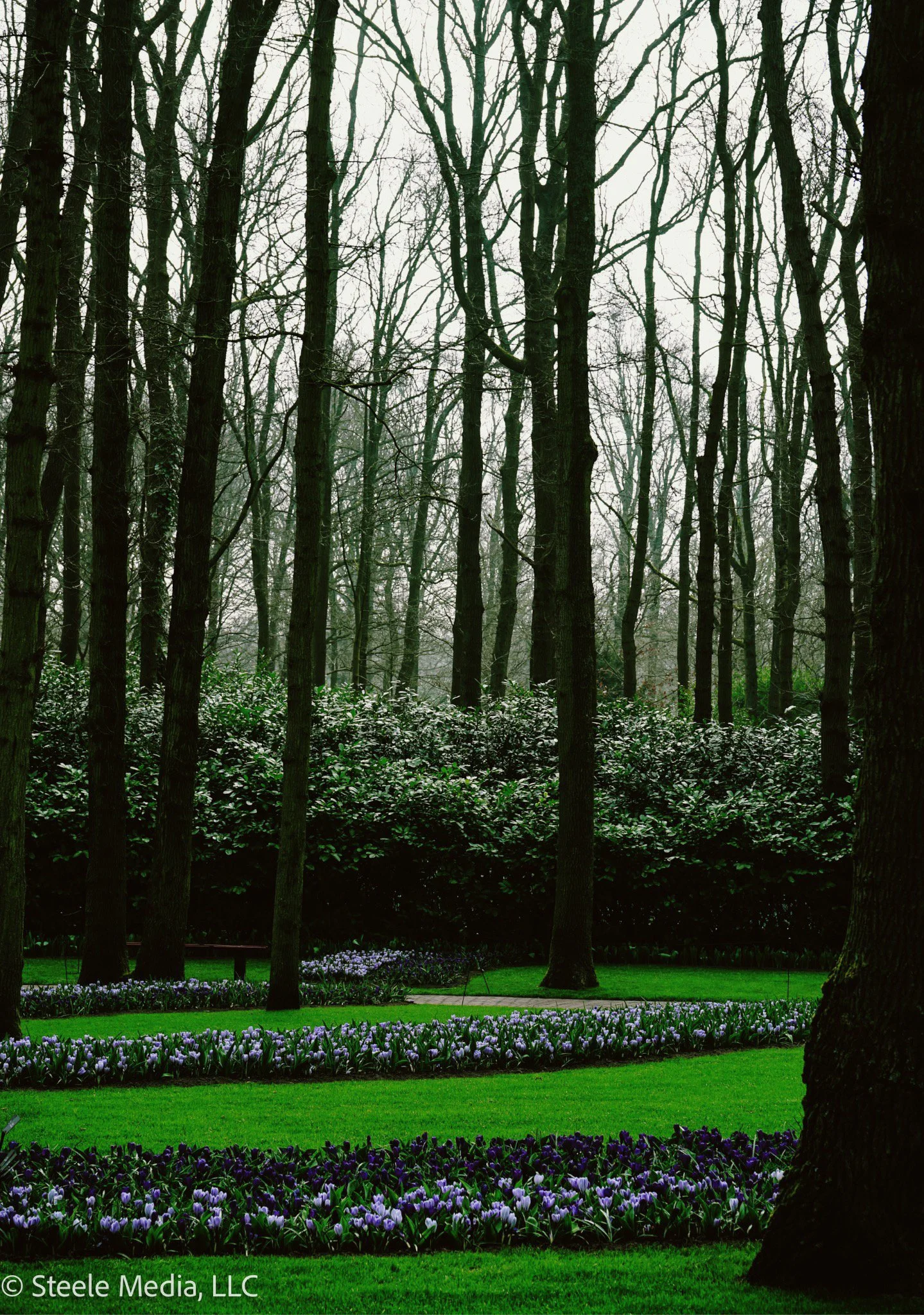 A park with green grass and rows of purple and white flowers, large leafless trees in the background, and a cloudy sky.