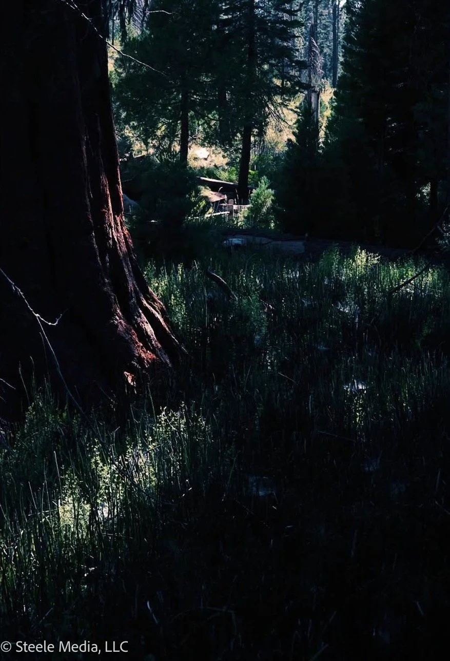 A dense forest scene with tall trees and sunlight filtering through the dark foliage, showing a small patch of ground with grass and small plants in the foreground.