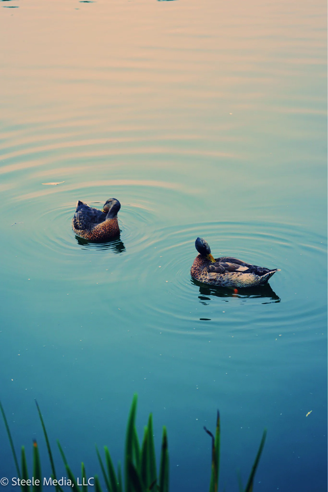 Two ducks floating on a calm body of water at sunset, with some green grass in the foreground.