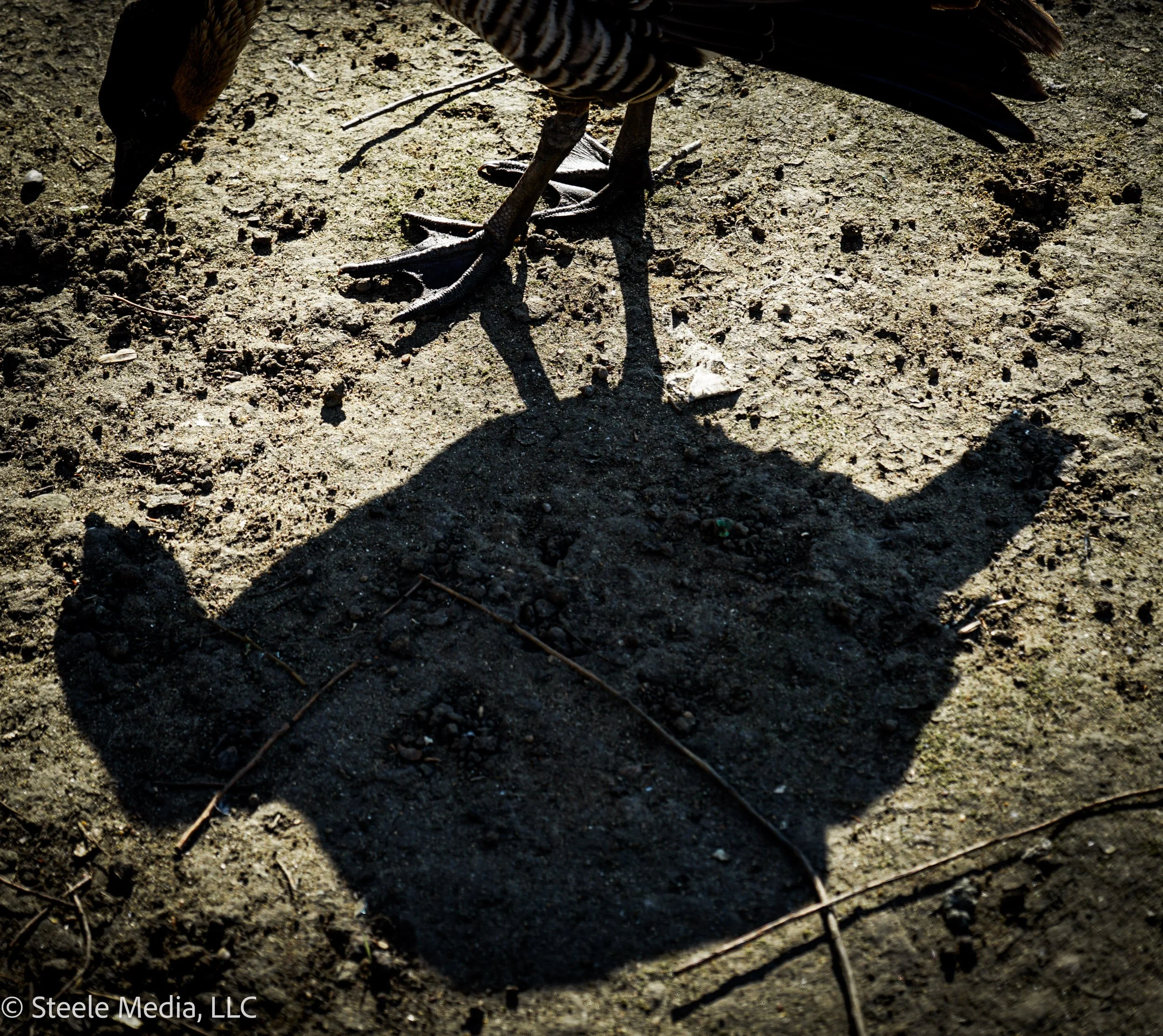 A bird standing on the dirt ground casting a shadow that looks like a cat with a round head and upright ears.