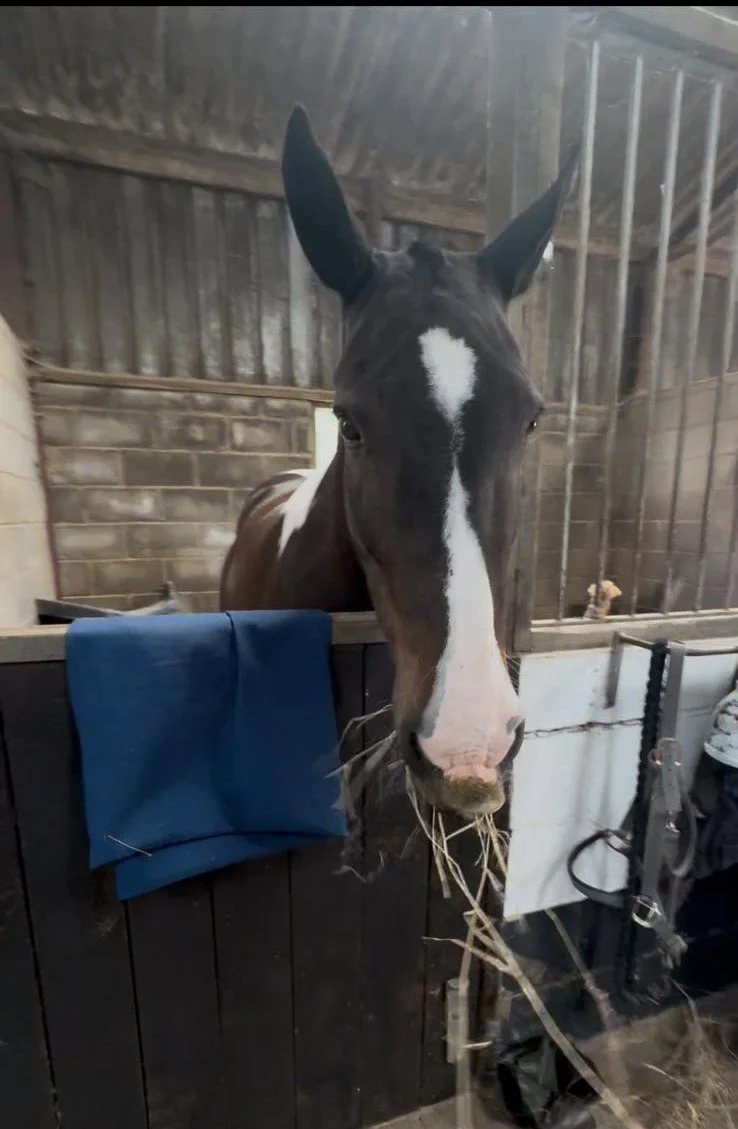 A close-up of a black and white horse peering over a stable stall door, with hay in its mouth inside a barn with wooden and brick walls.
