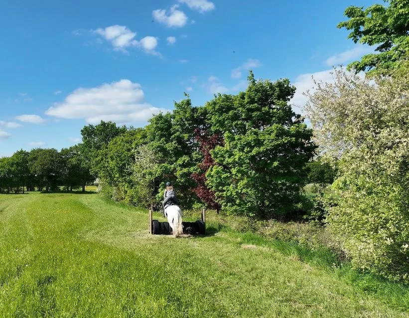 A person riding a white horse through a grassy field with green trees and blue sky in the background.