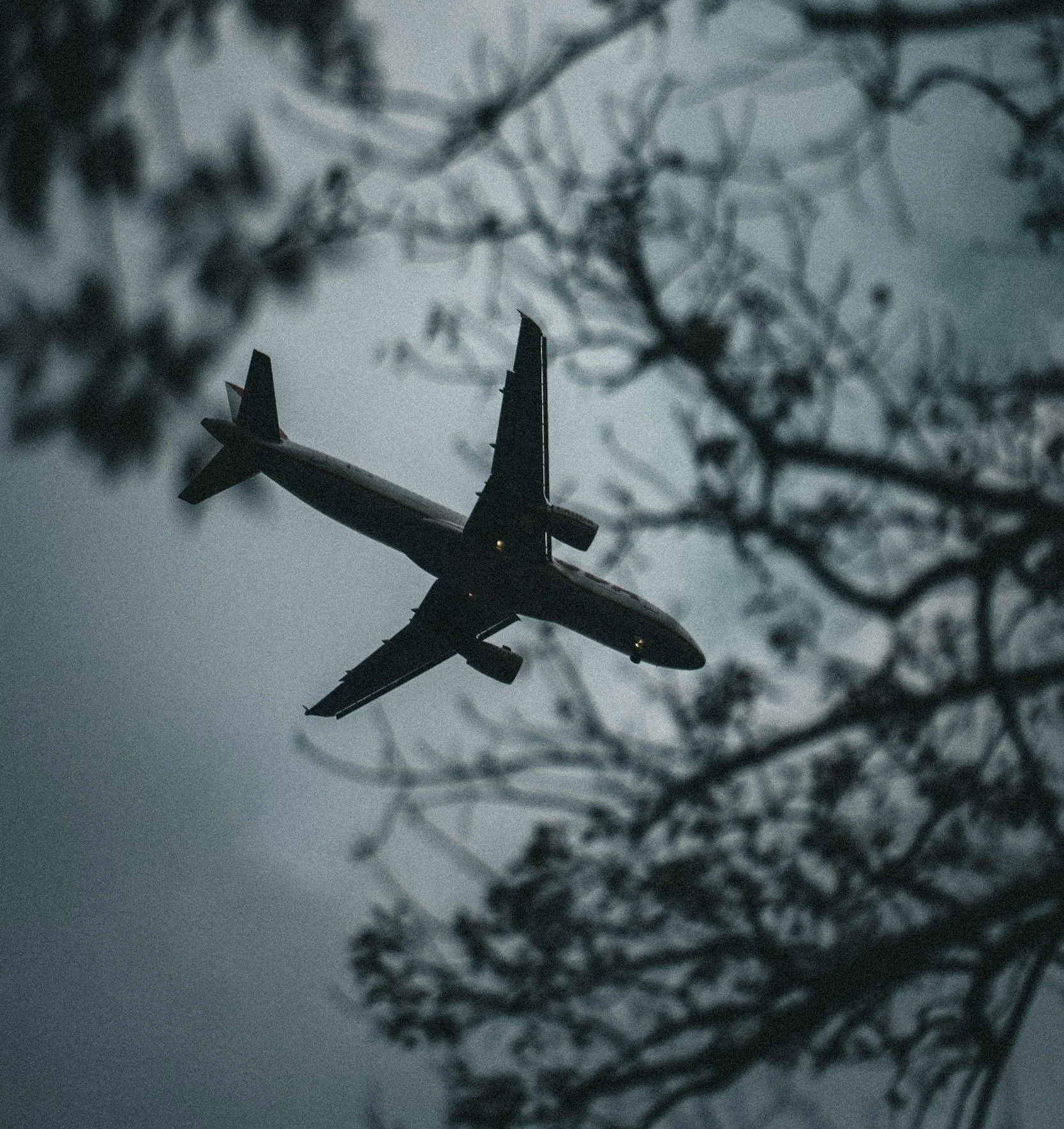 An airplane flying in the sky during dusk or dawn, with tree branches silhouetted in the foreground.