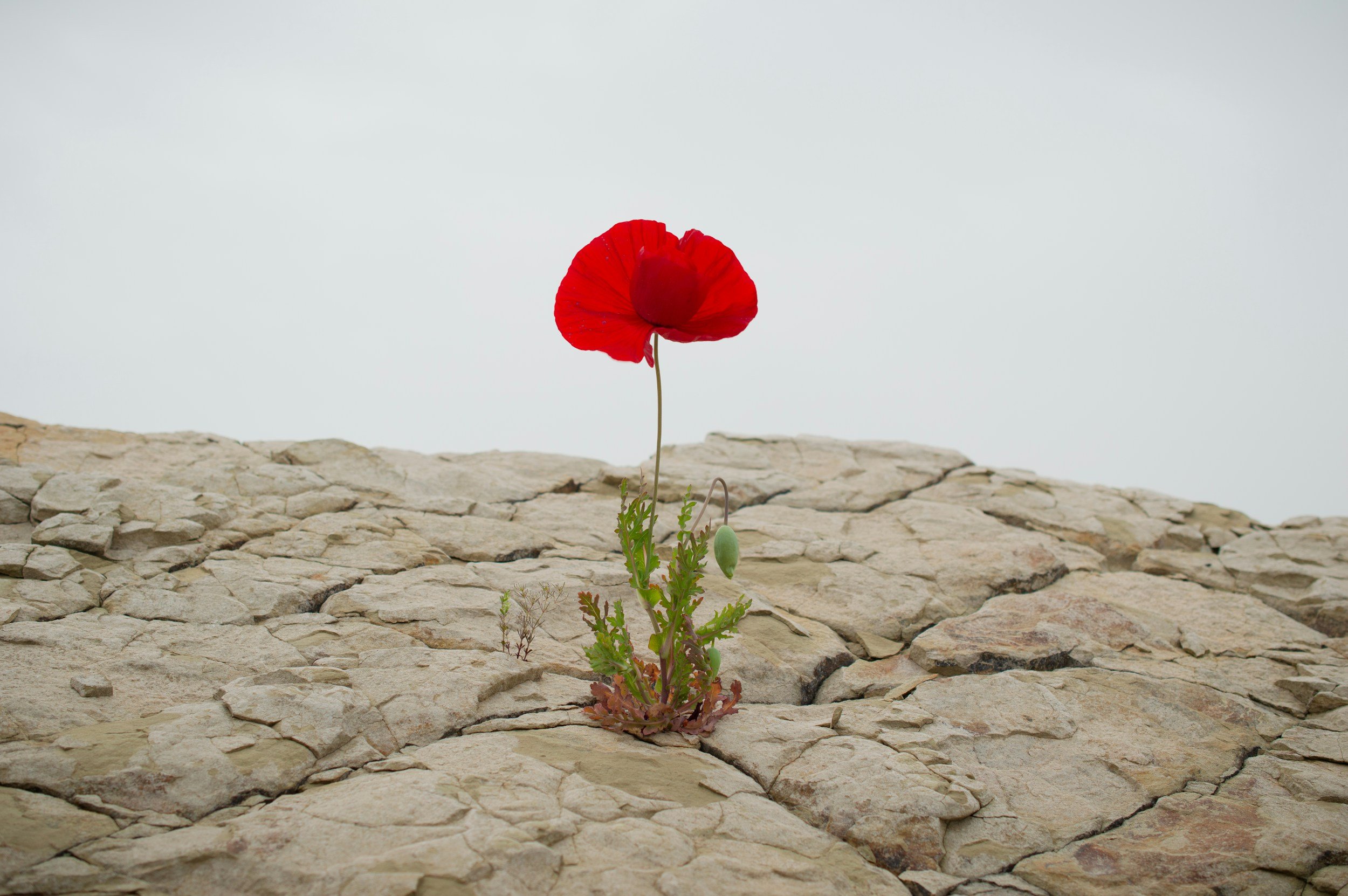 A single red poppy flower with green leaves growing between cracks in dry, light-colored rocks against a plain, overcast sky.