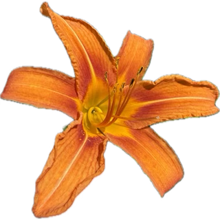 A close-up of an orange daylily flower with yellow center and long stamens.
