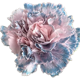 A close-up of a pink and blue flower with ruffled petals.