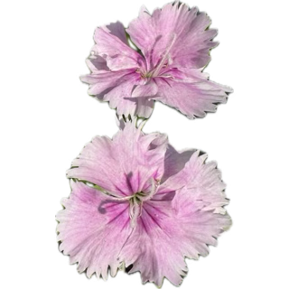 Two pink flowers with ruffled petals and green stems isolated on black background.