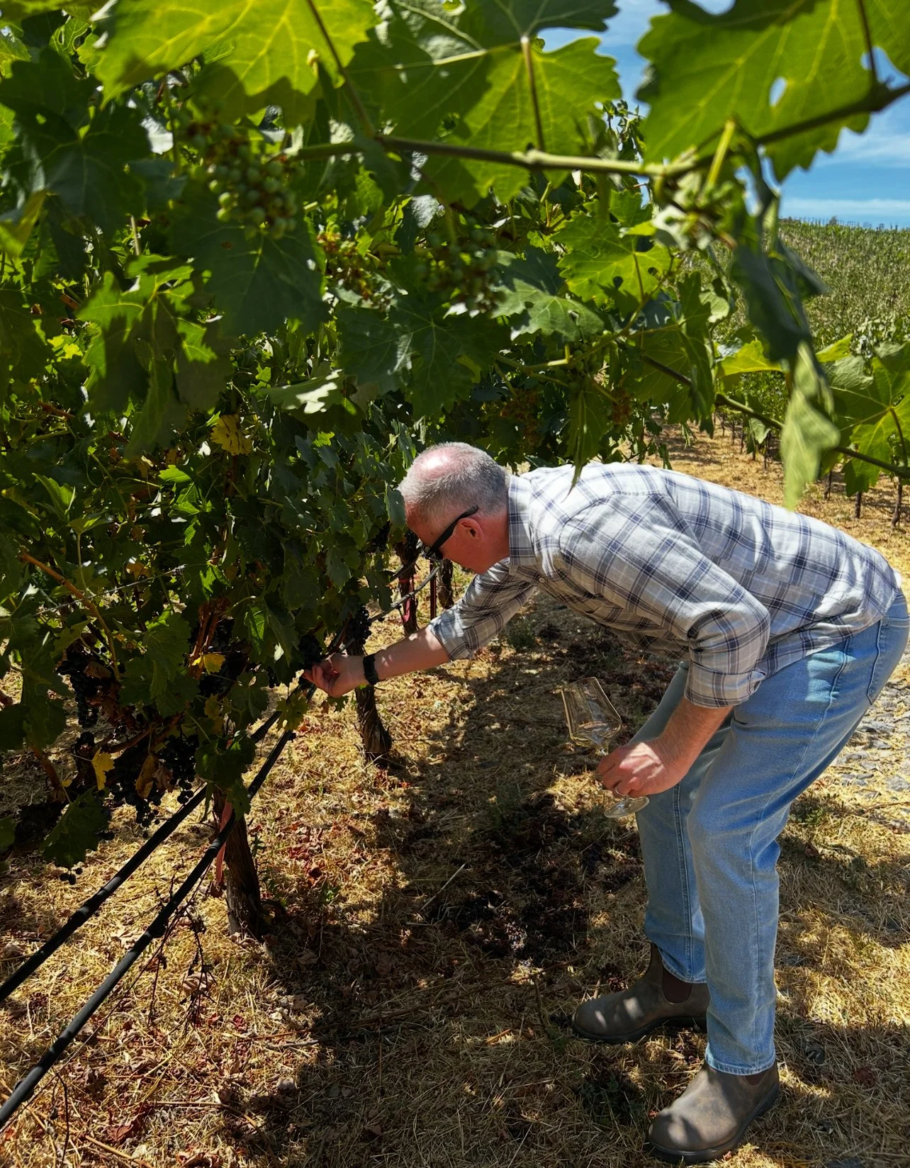 The Art of Articulating the Vine 