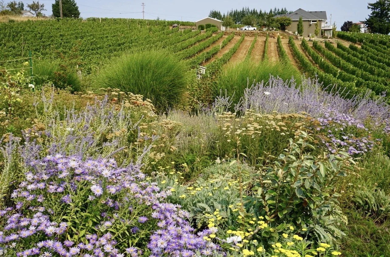 Sip Sustainably: The Impact of Choosing Organically Farmed Wine