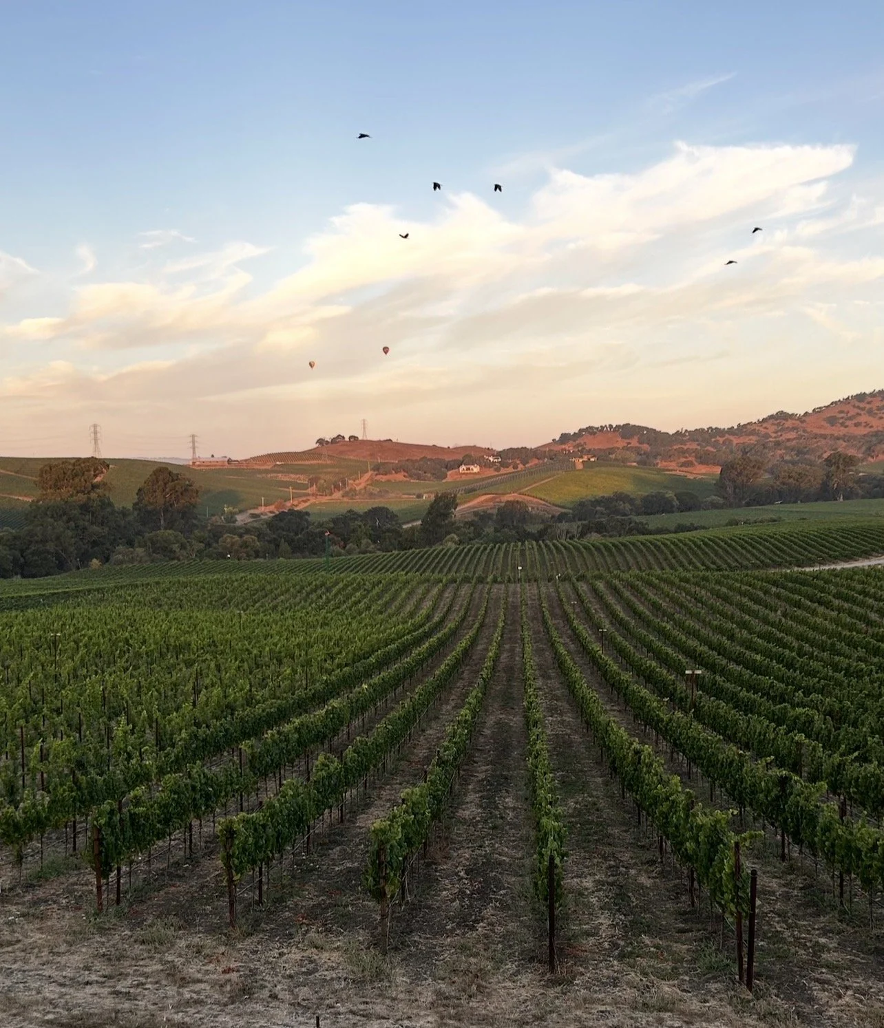 Wine - A Bridge Between Culture &amp; Senses 