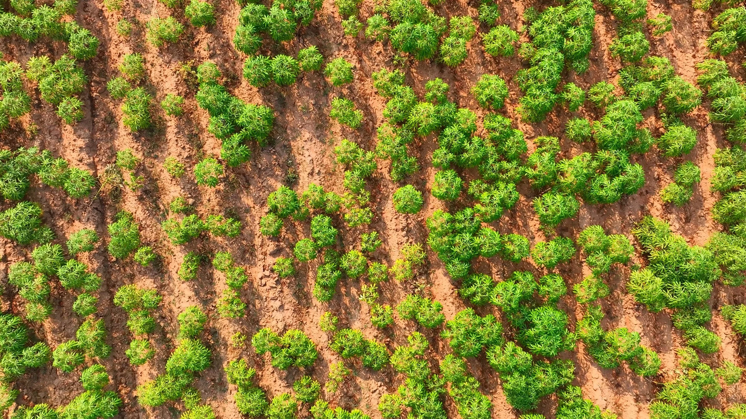 Green plants growing on red clay soil viewed from above.